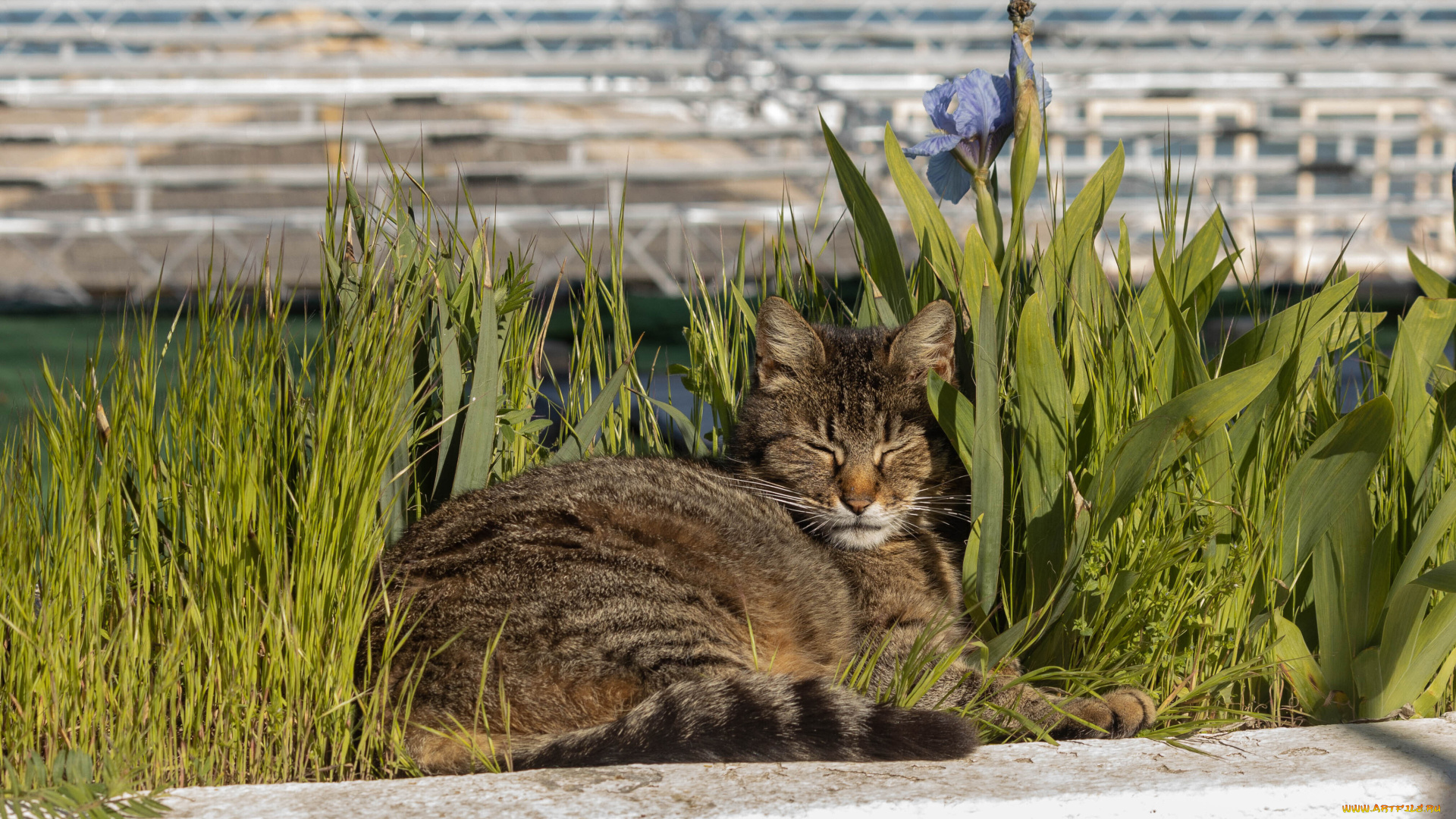 животные, коты, котейка, кот, кошка, кошара, кошак, киска, киса, кисулька