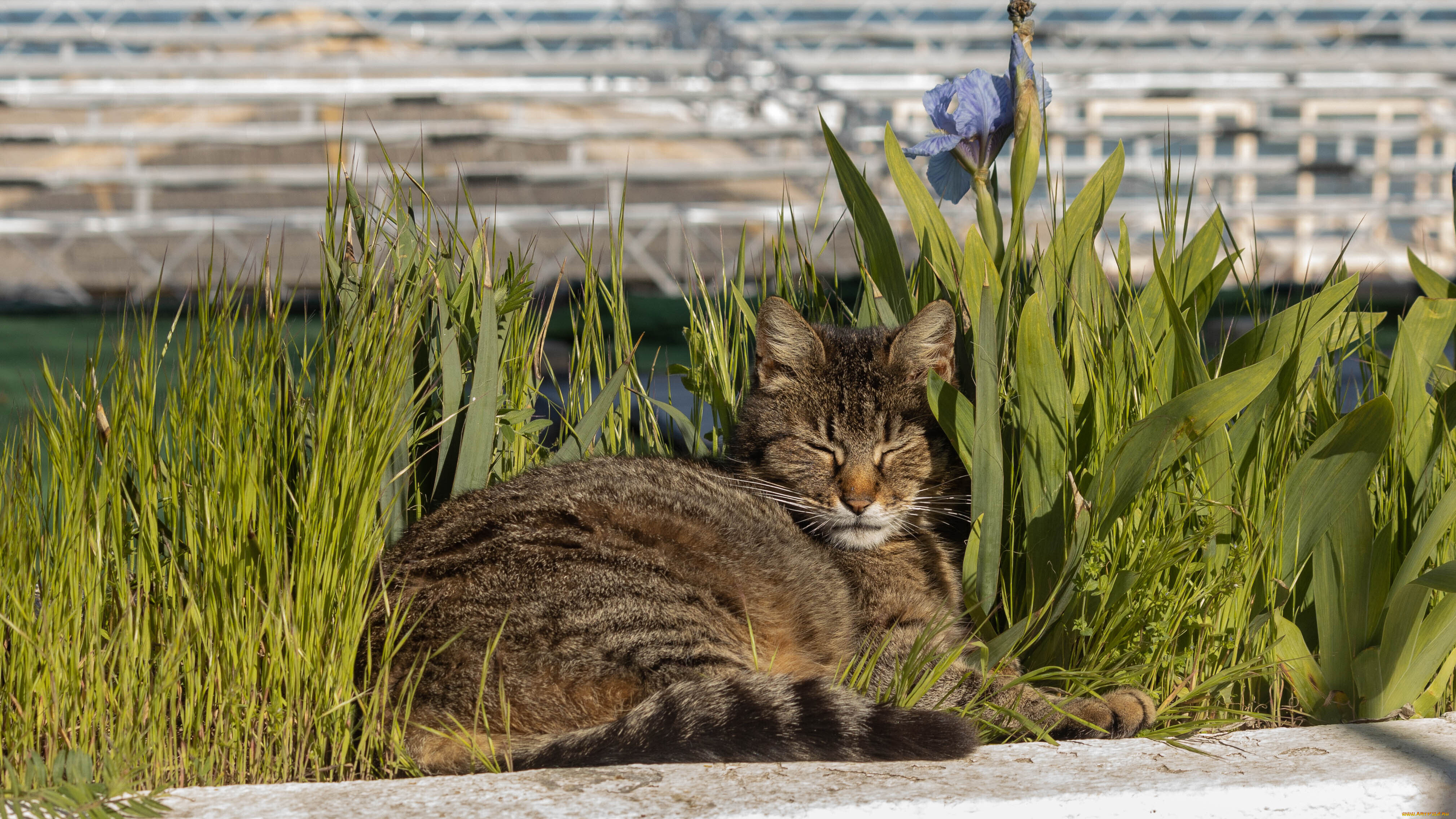животные, коты, котейка, кот, кошка, кошара, кошак, киска, киса, кисулька