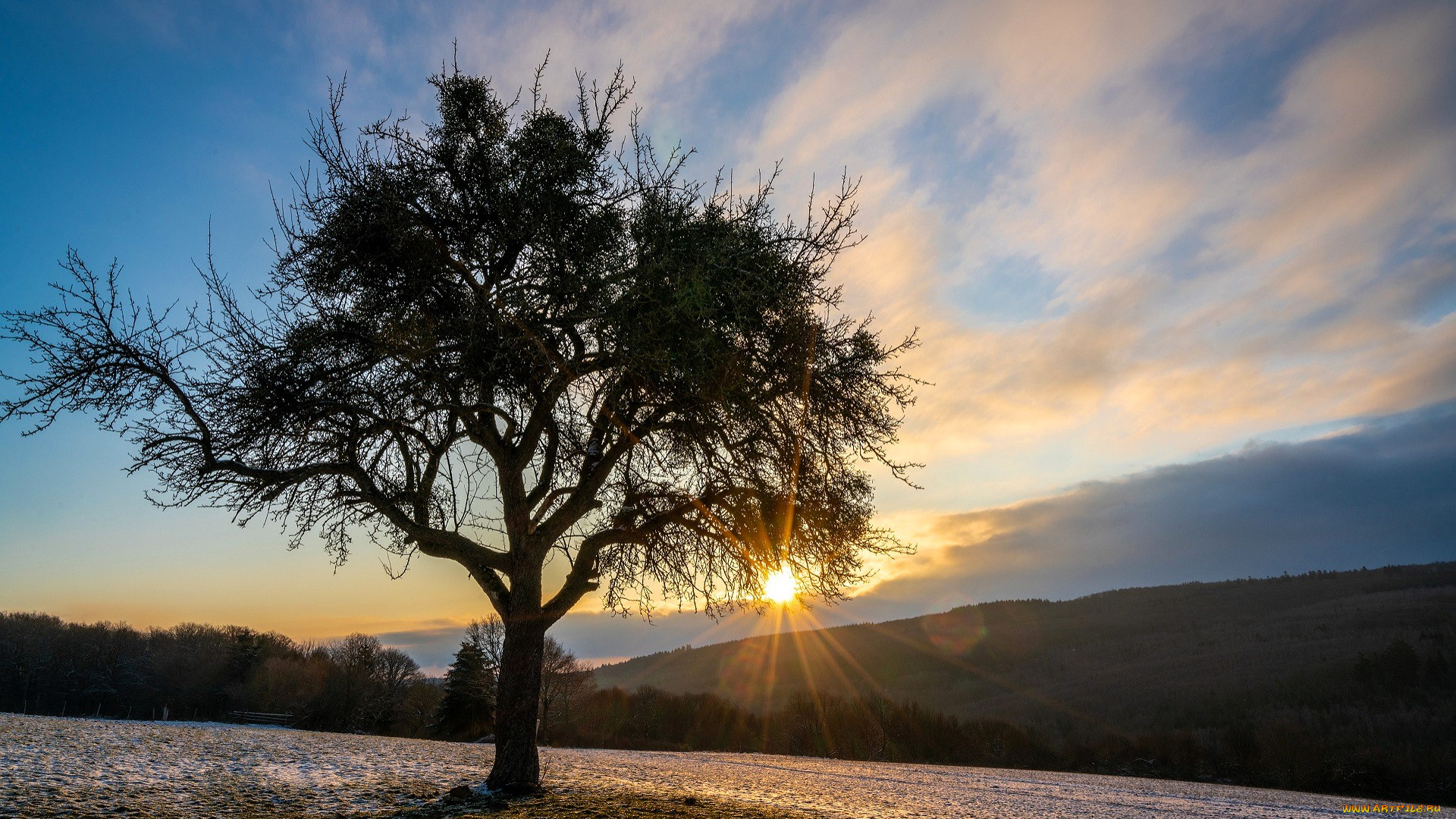 природа, деревья, дерево, роща, поля, горы, солнце