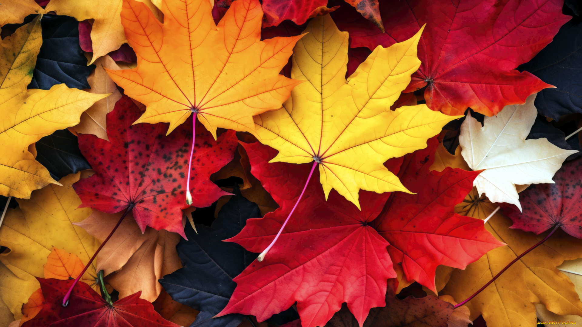 природа, листья, осень, кленовые