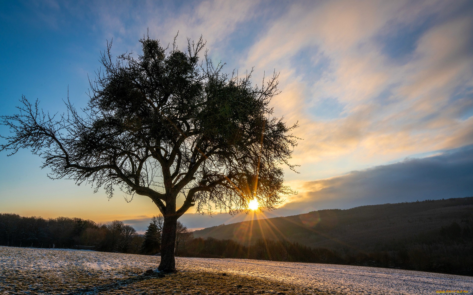 природа, деревья, дерево, роща, поля, горы, солнце