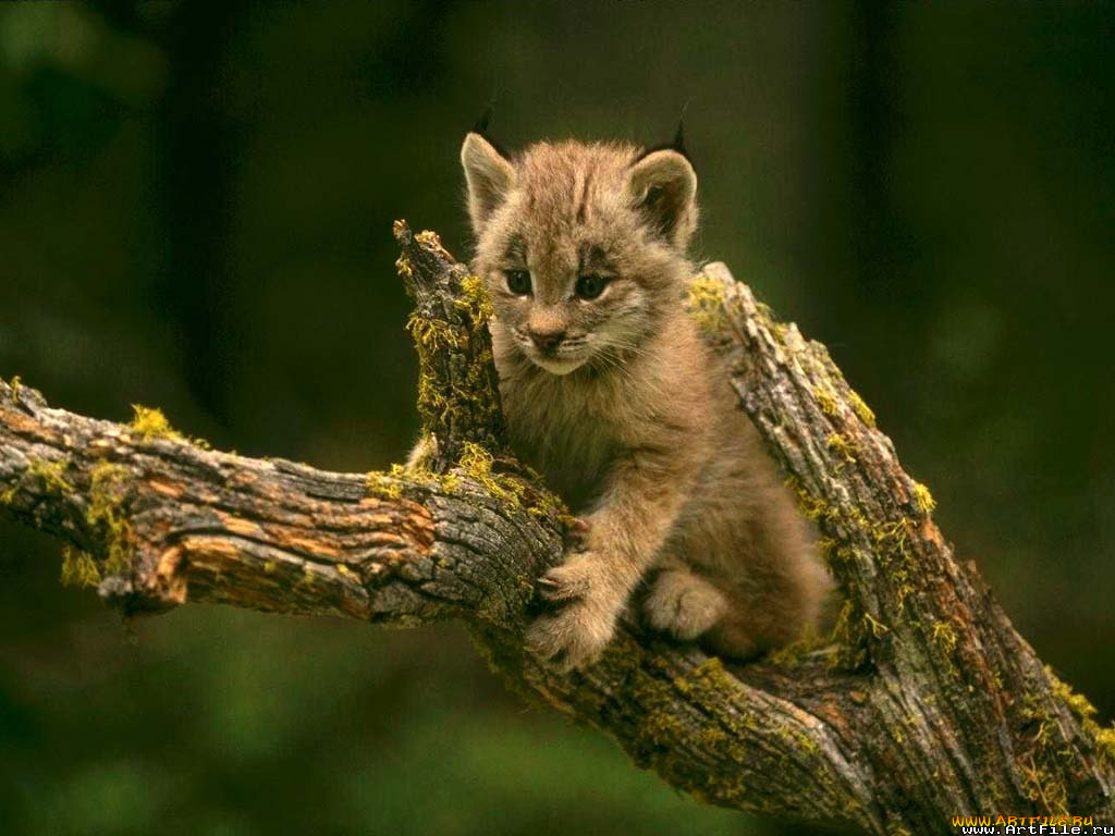 рысь, животные, рыси