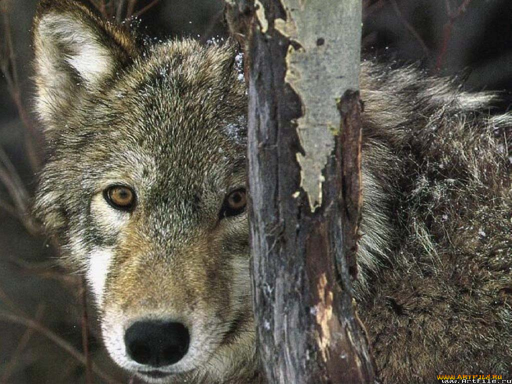 волк, животные, волки