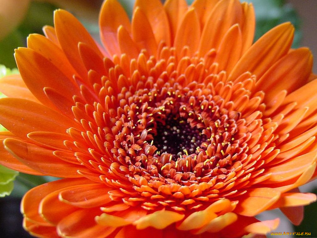 цветы, герберы