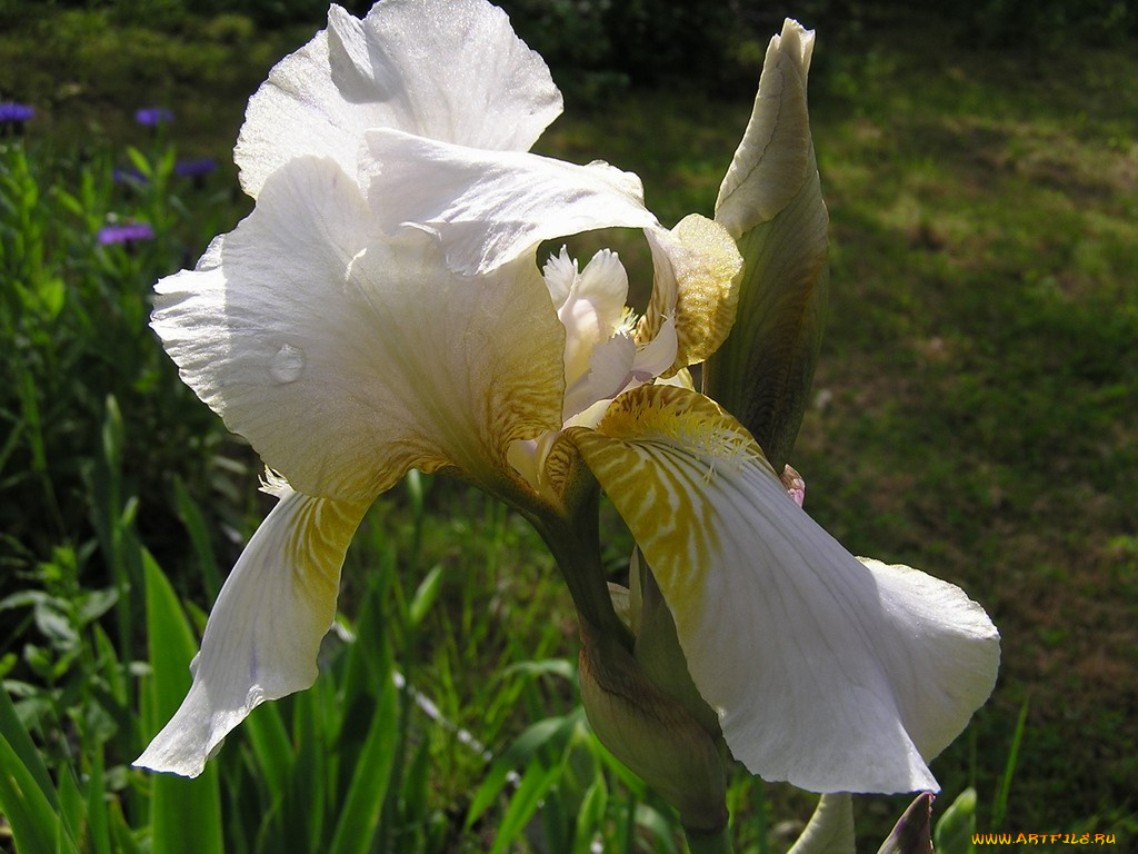 цветы, ирисы