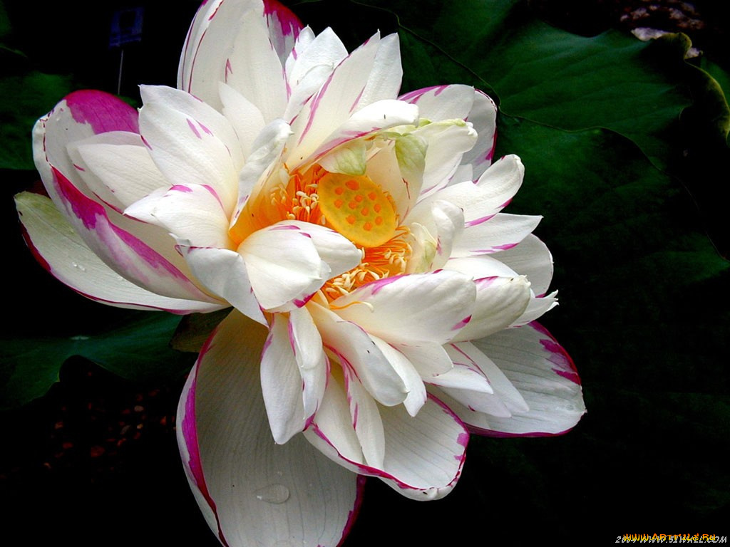 цветы, лотосы