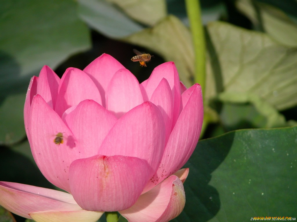 цветы, лотосы