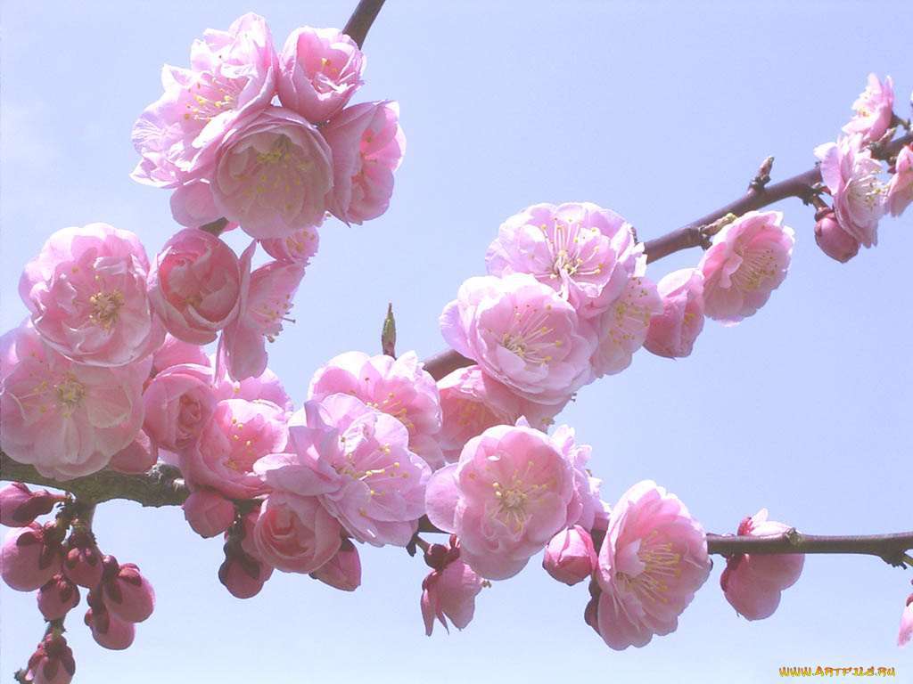 цветы, сакура, вишня