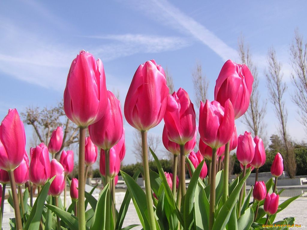 цветы, тюльпаны