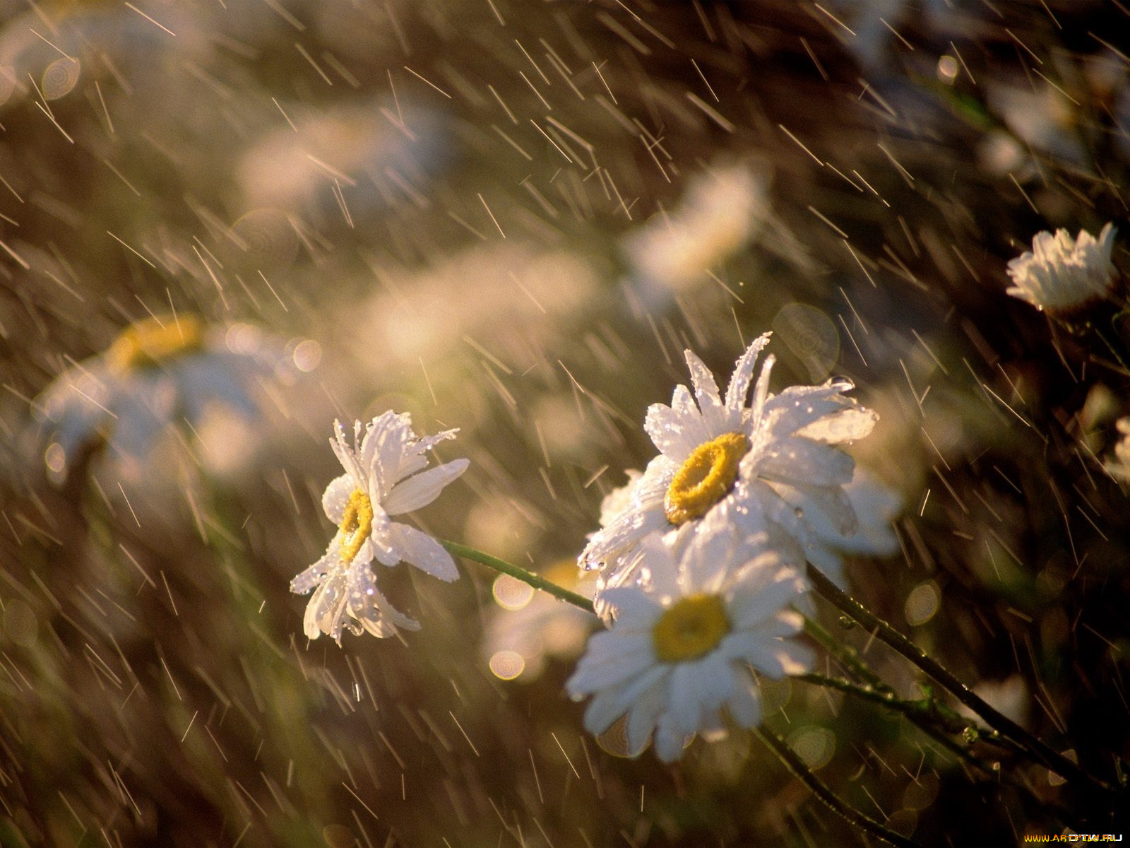 цветы, ромашки
