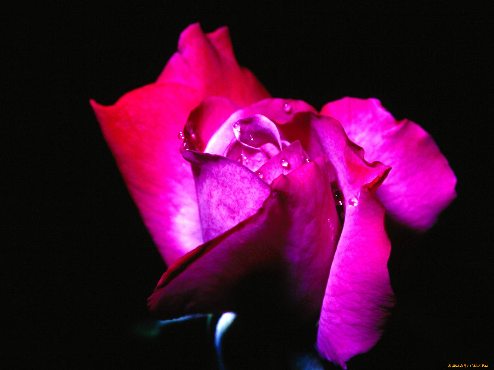 цветы, розы