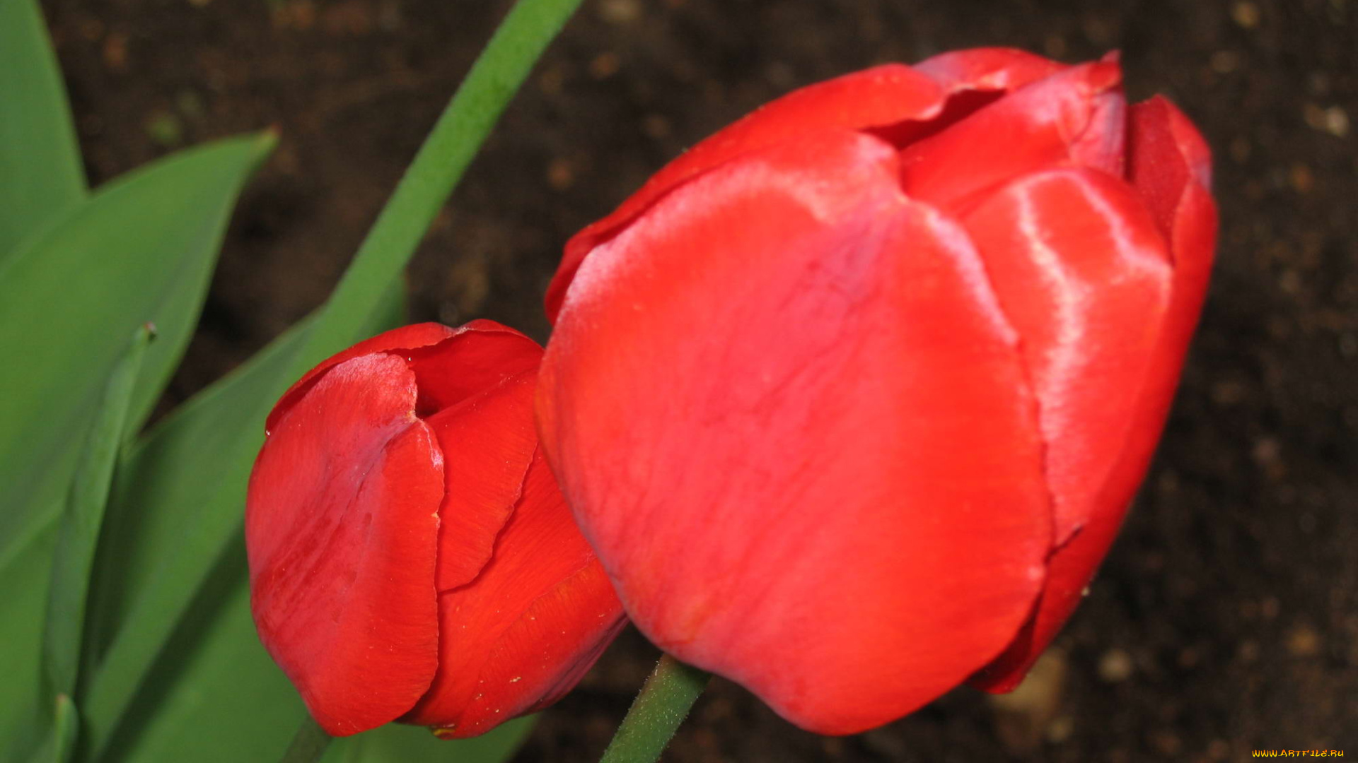 цветы, тюльпаны