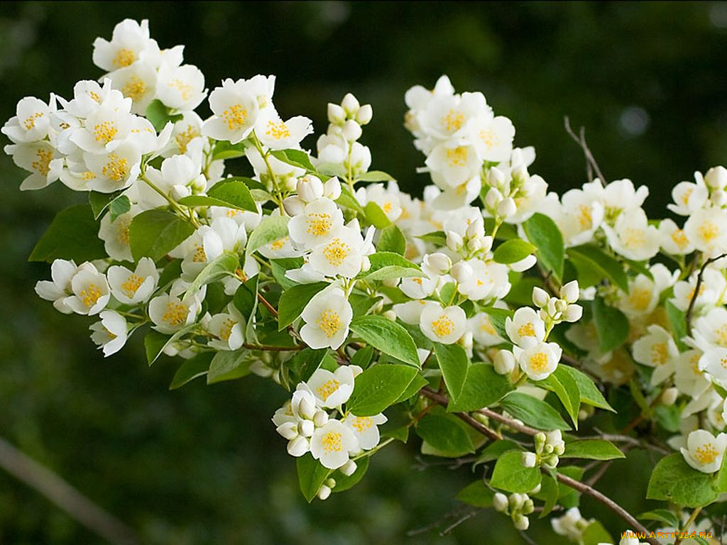 цветы, жасмин