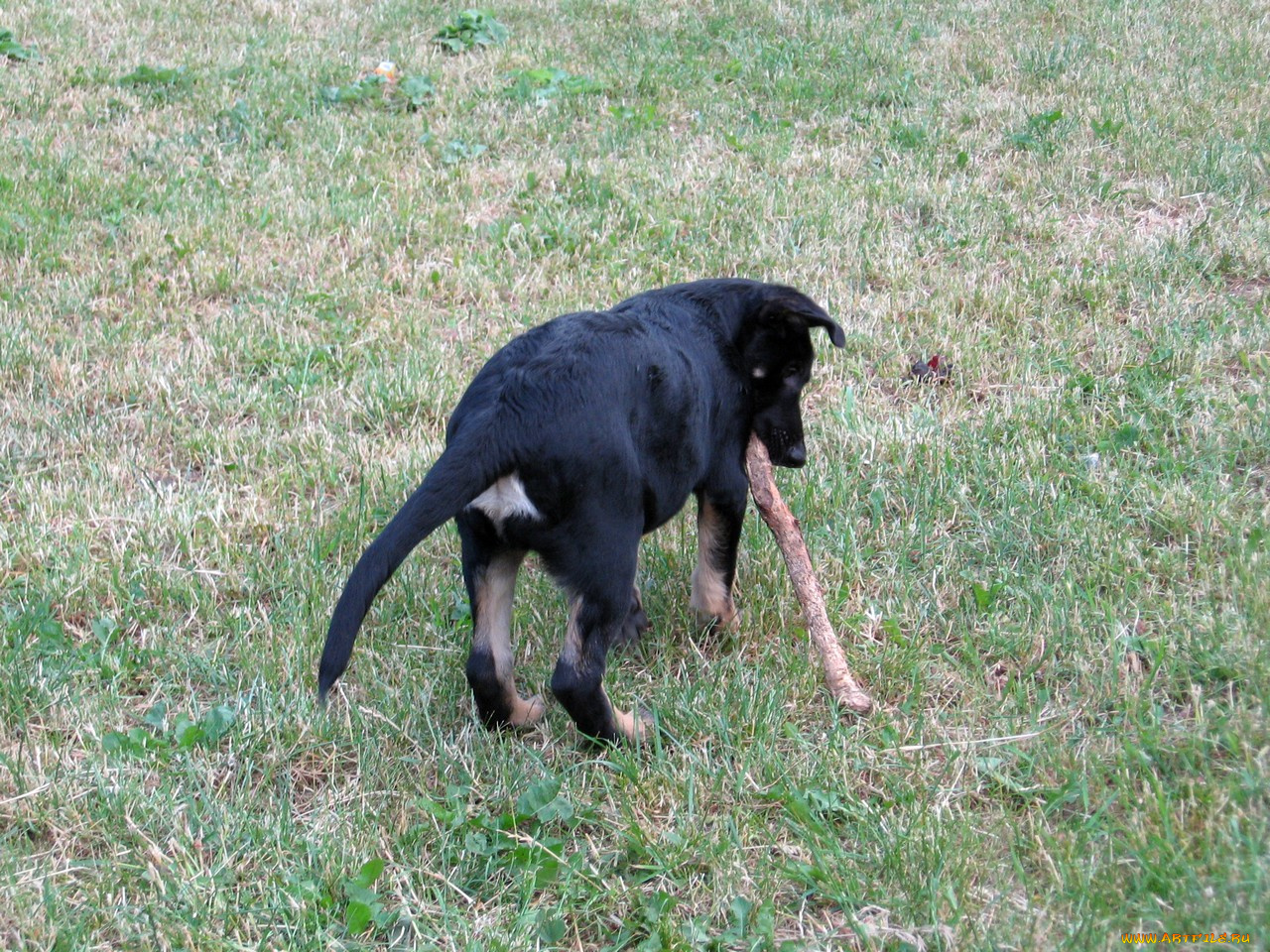 амур, животные, собаки