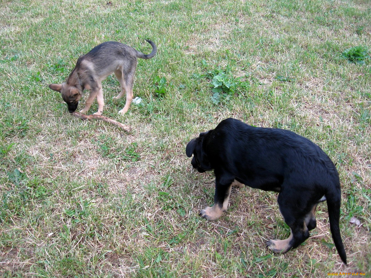 животные, собаки