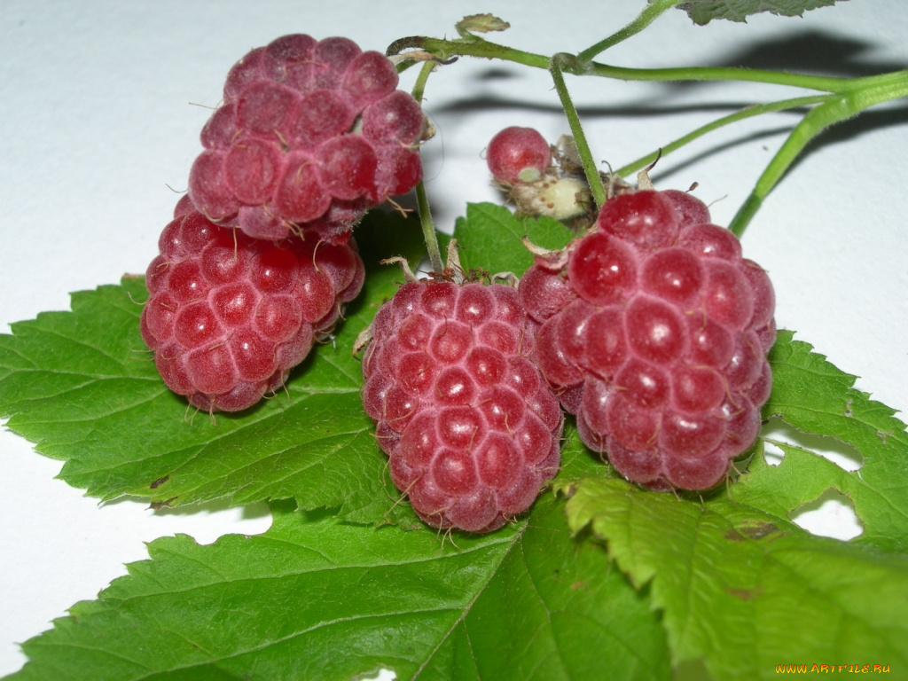 еда, малина