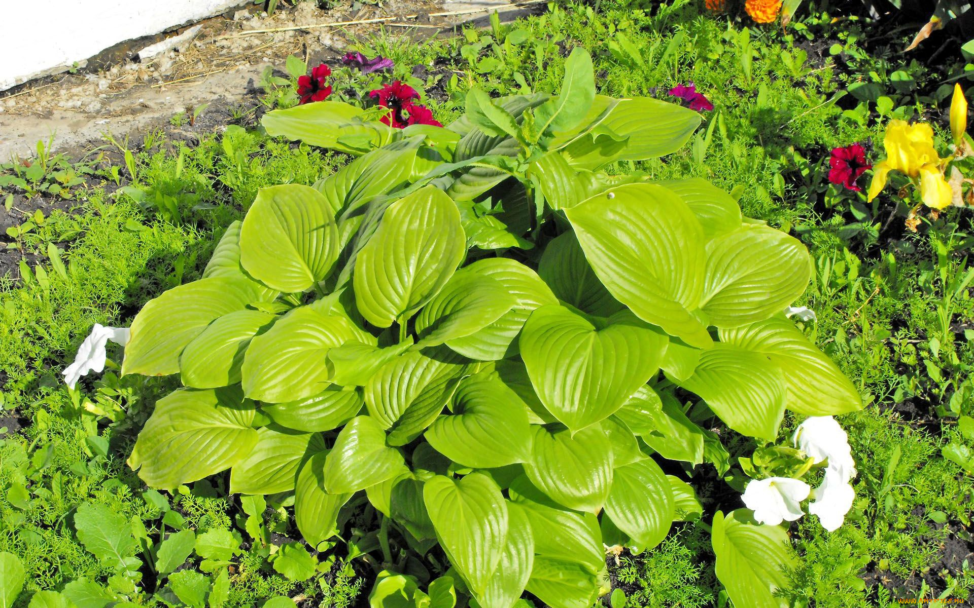 цветы, разные, вместе