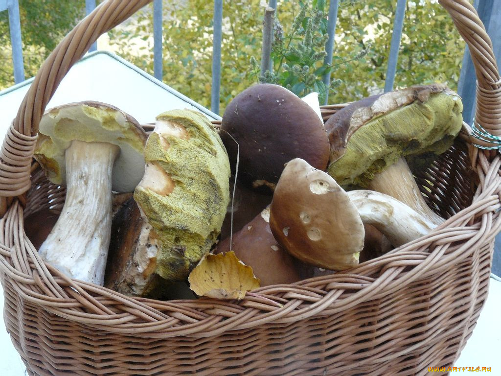 еда, грибы, грибные, блюда