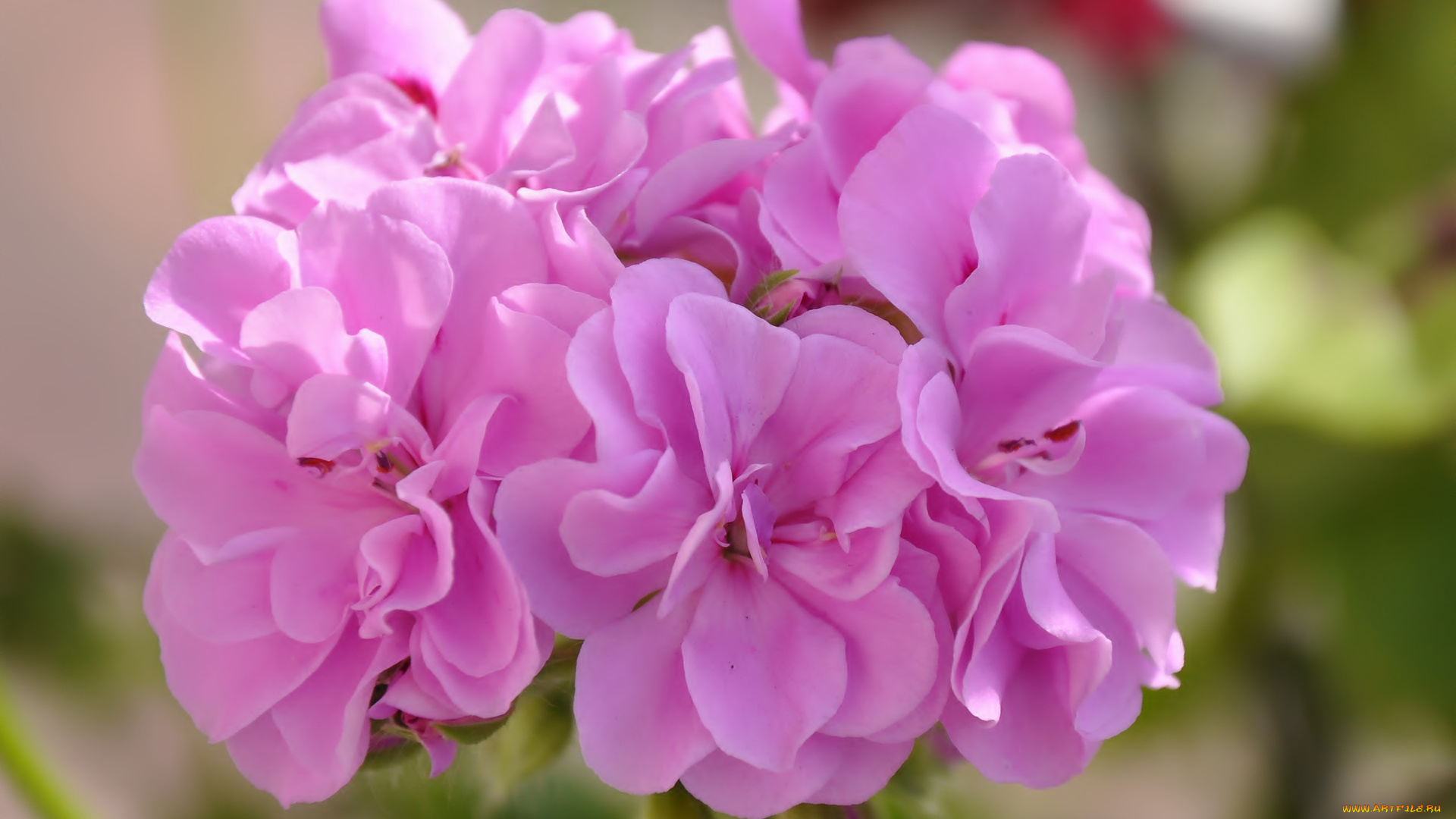 цветы, герань