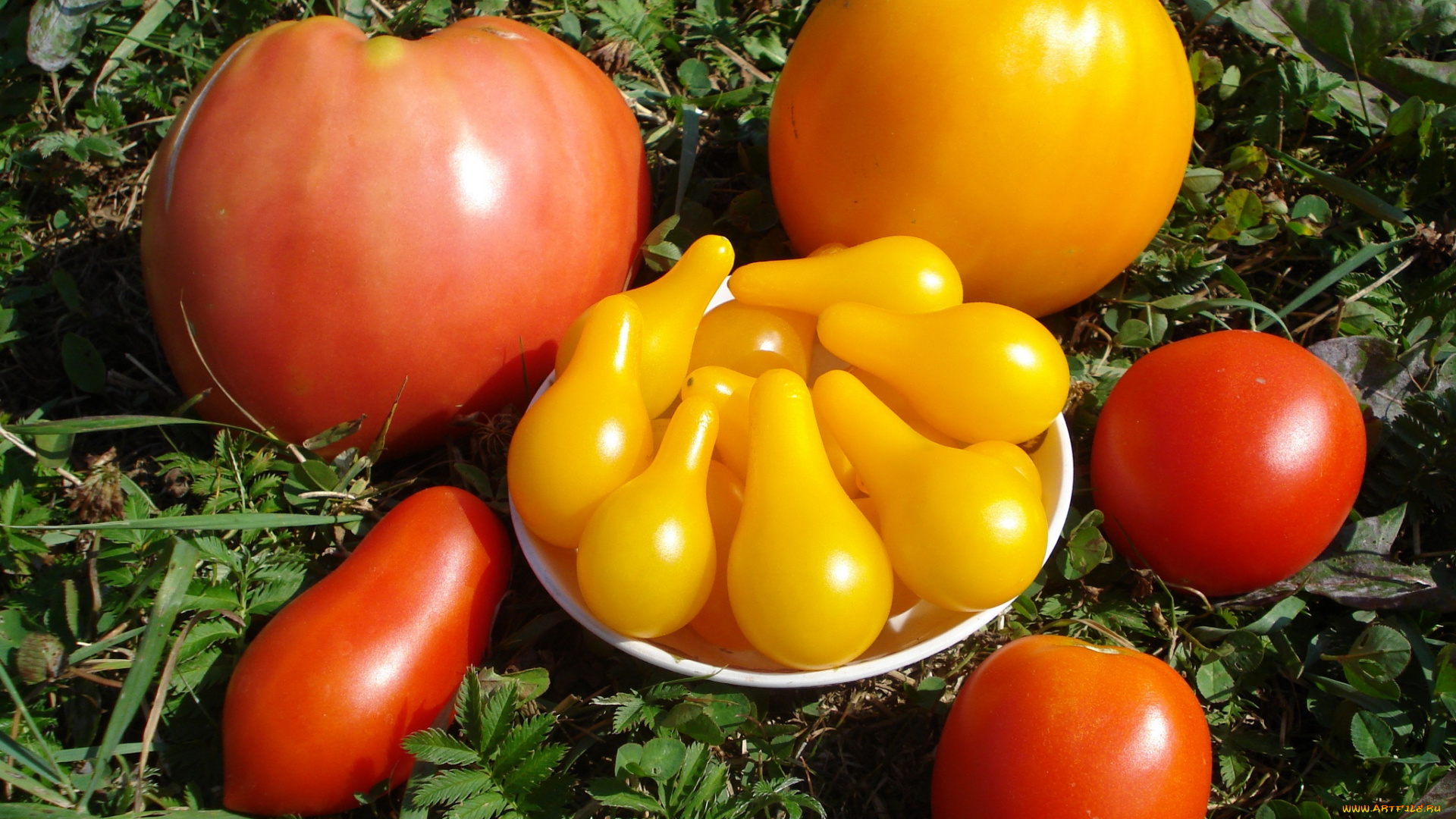 еда, помидоры, томаты