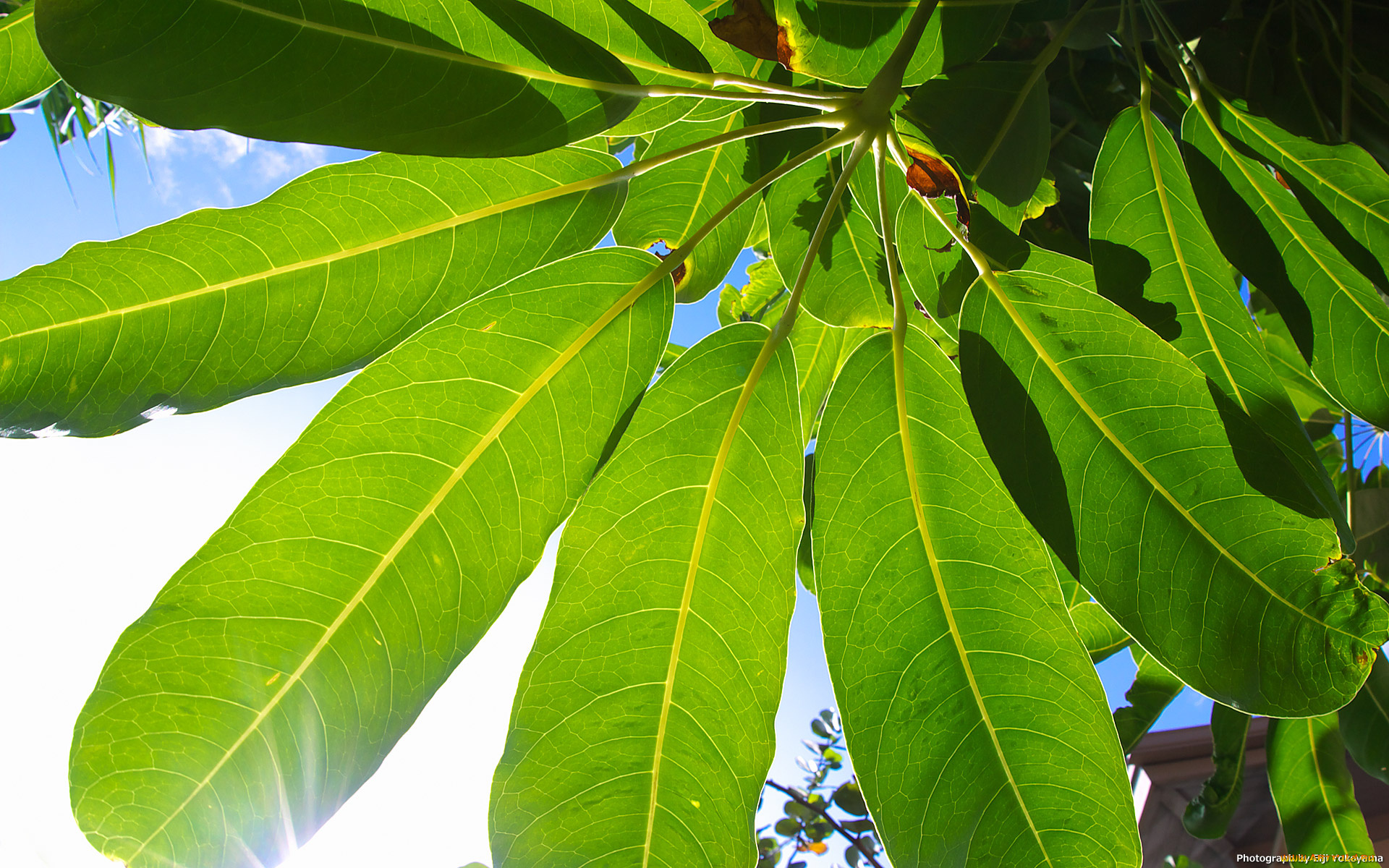 природа, листья