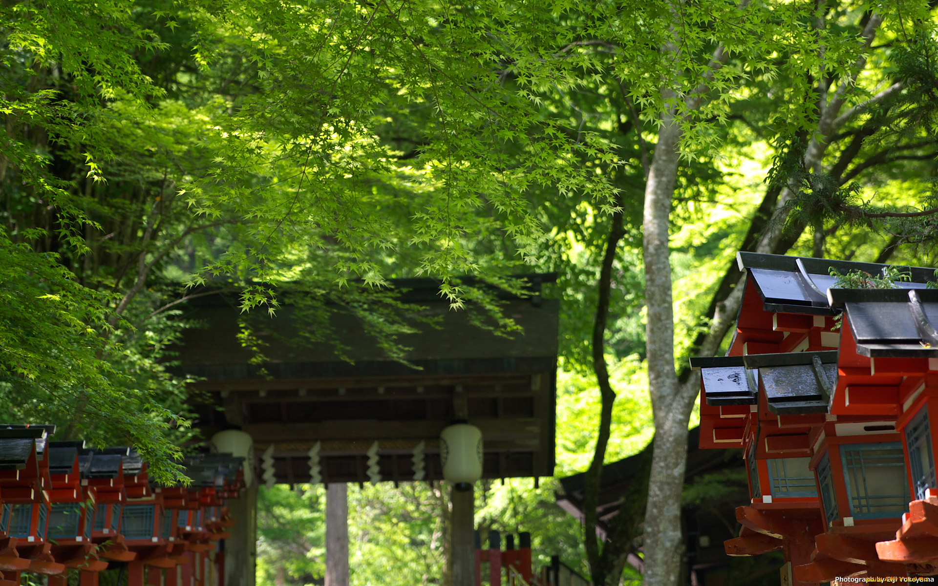 природа, парк