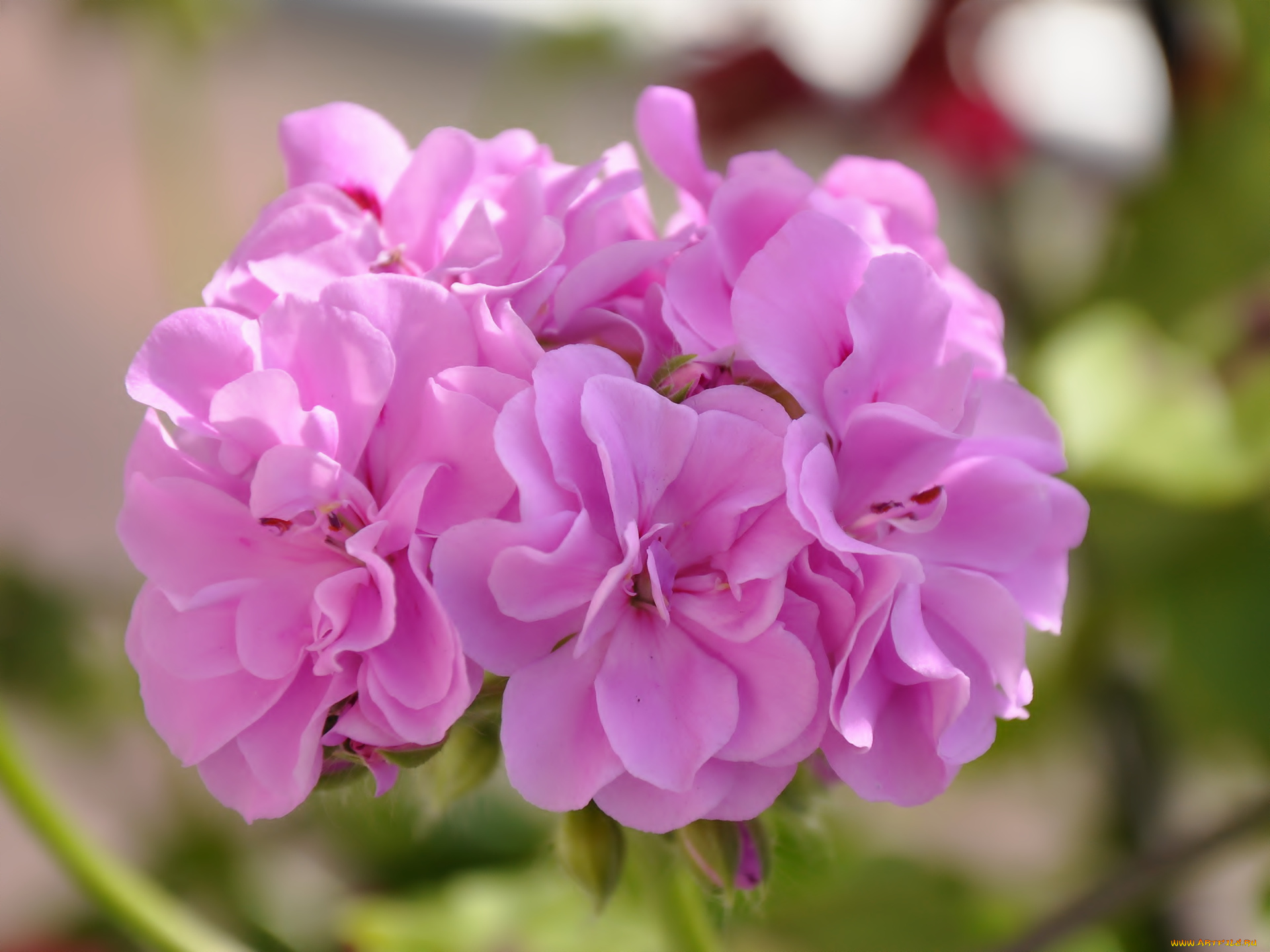 цветы, герань