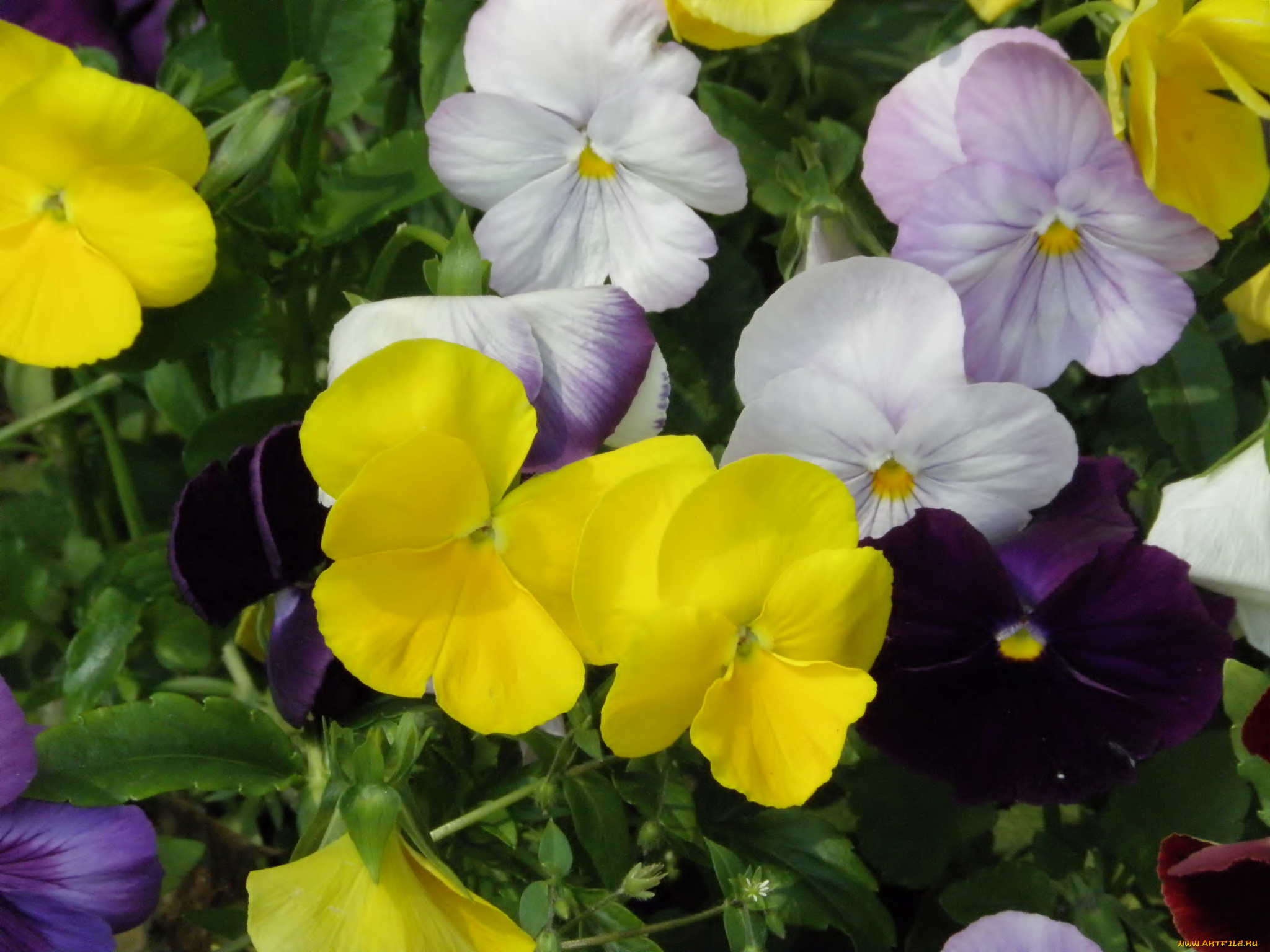 цветы, анютины, глазки, садовые, фиалки
