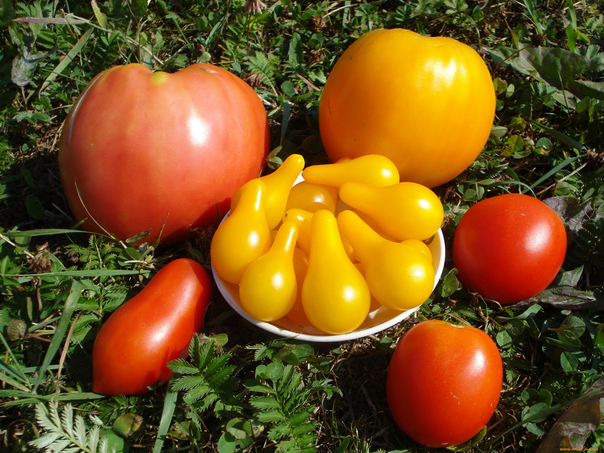 еда, помидоры, томаты