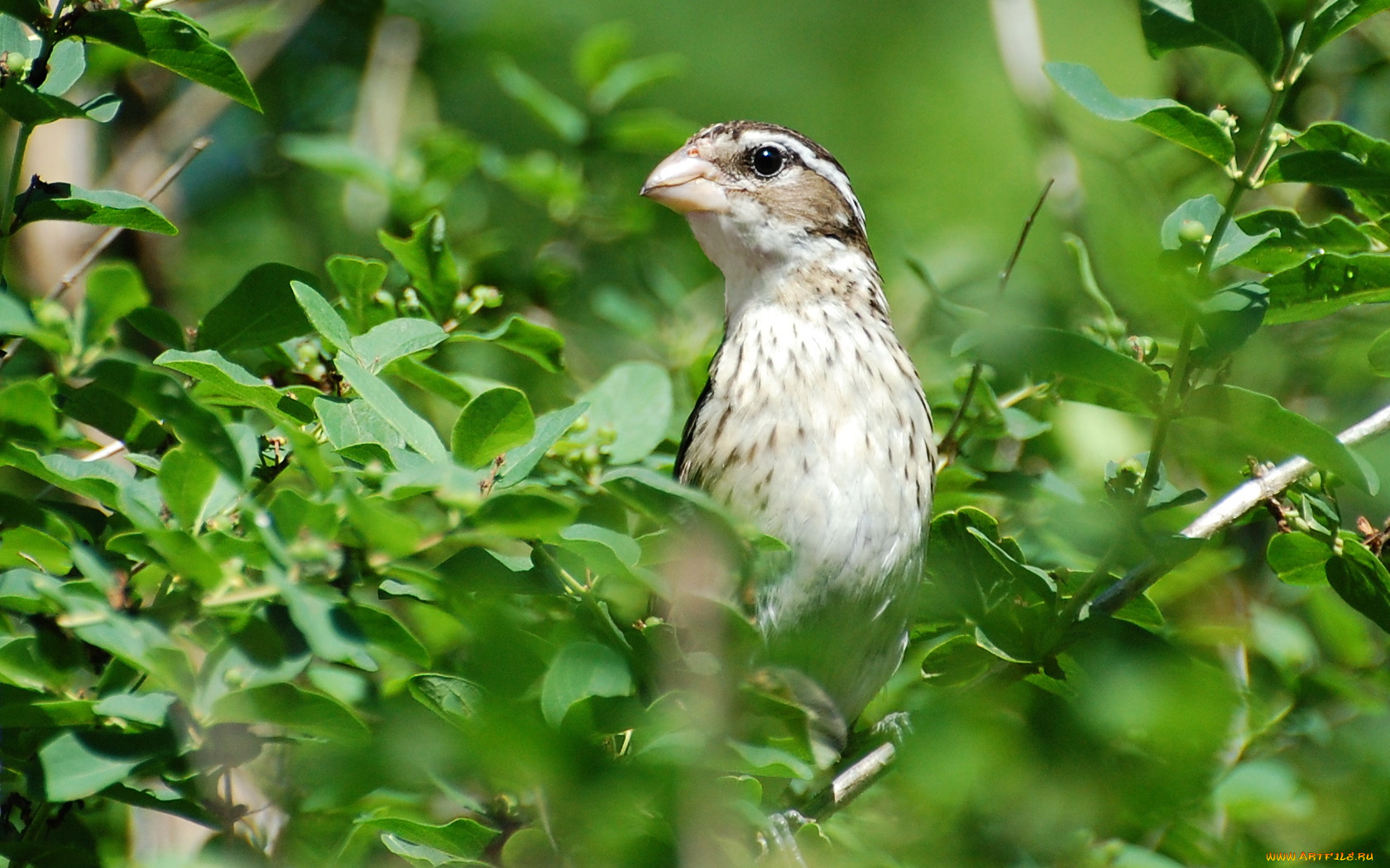 животные, птицы, птица, ветки, листья