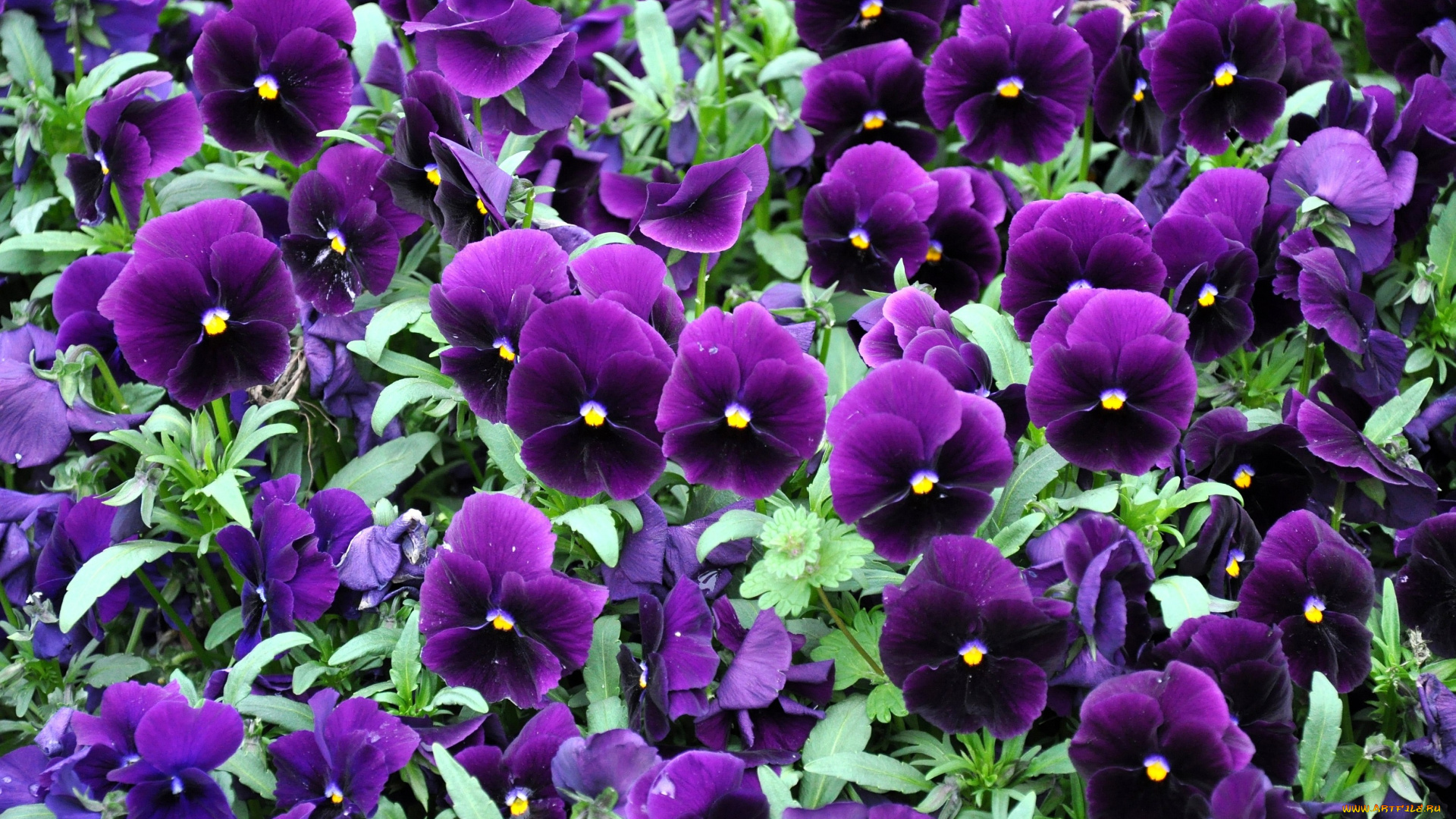 цветы, анютины, глазки, садовые, фиалки, яркий, фиолетовый, много