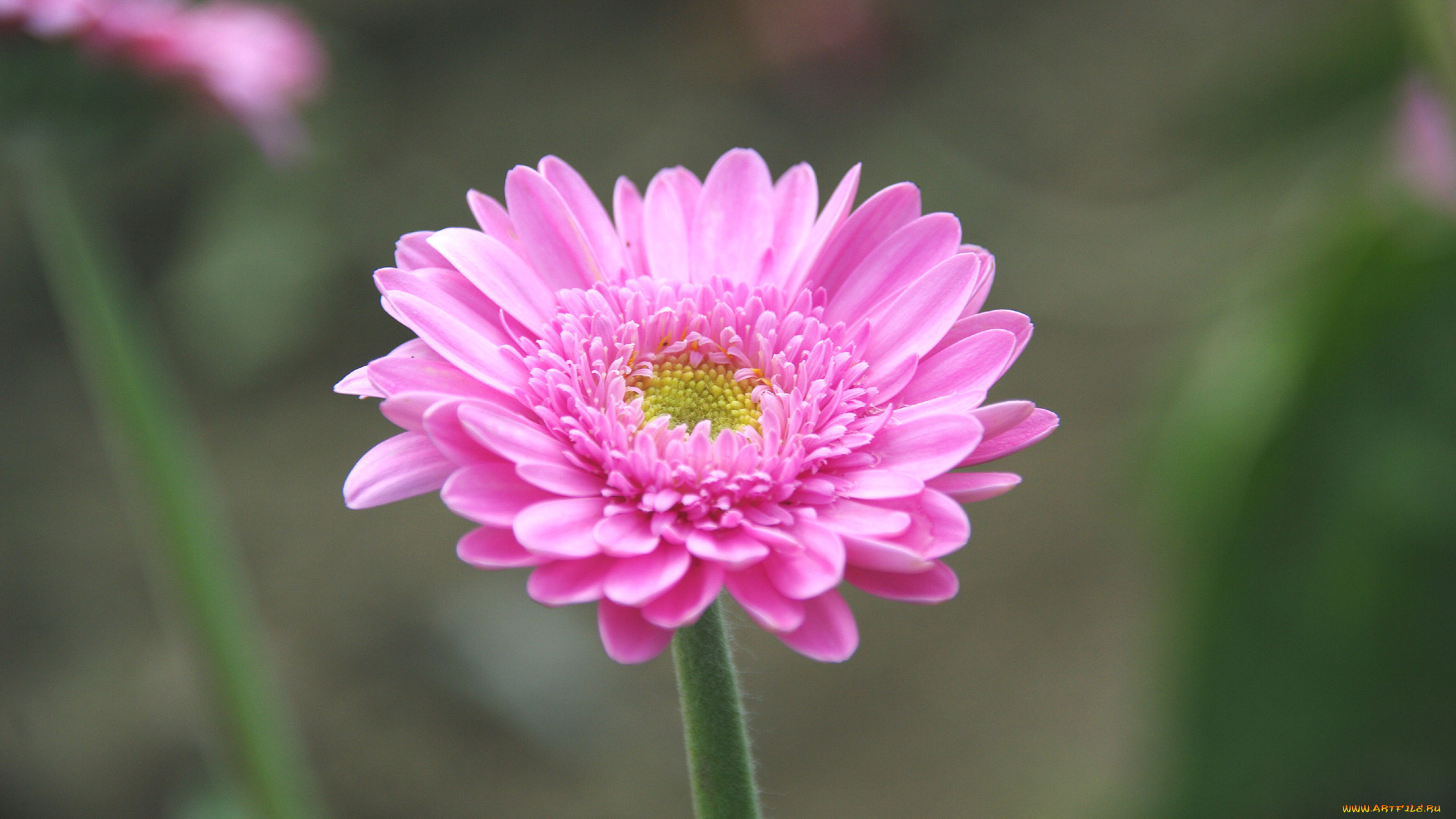 цветы, герберы, розовый, лепестки