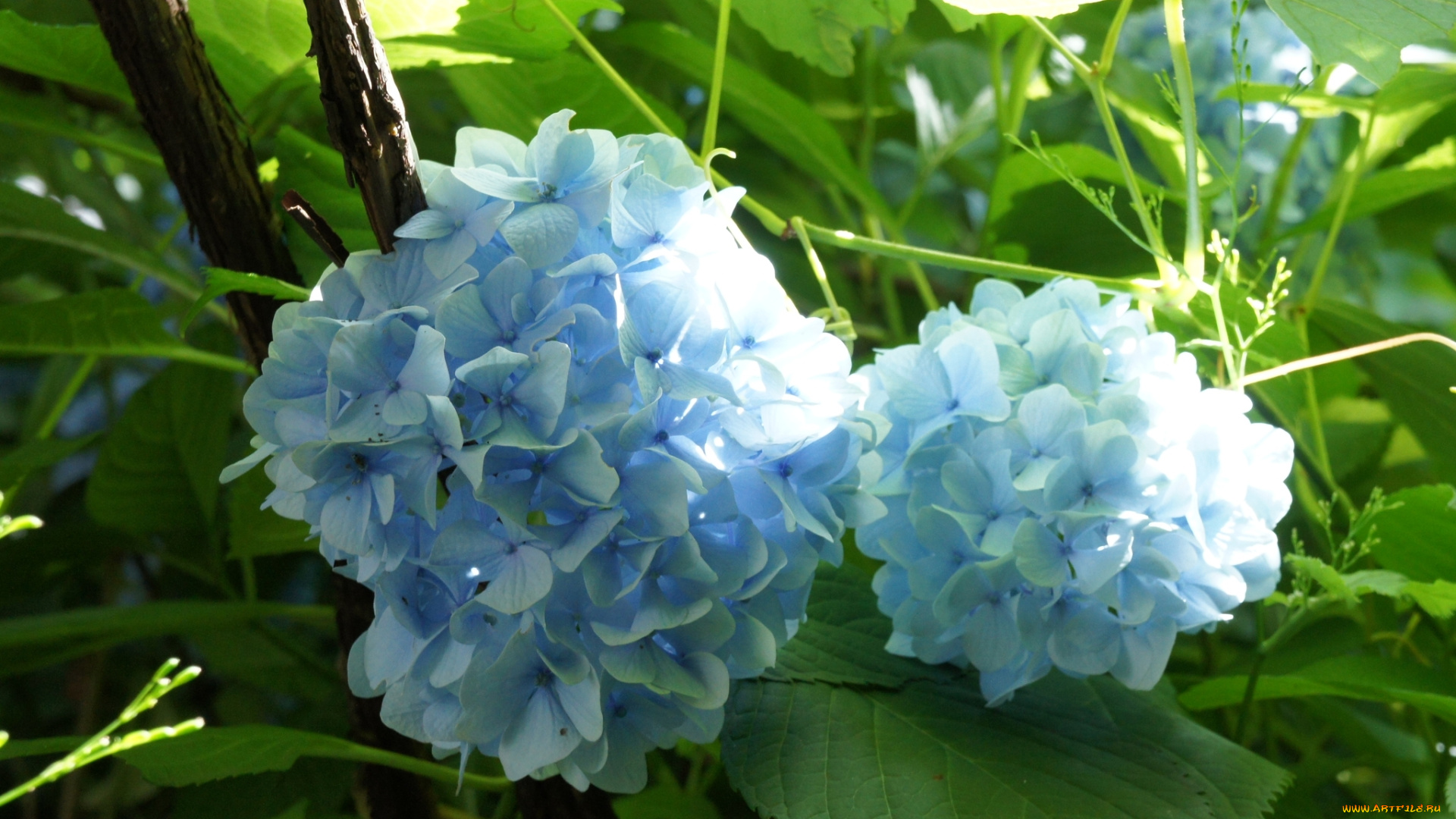 цветы, гортензия, голубая