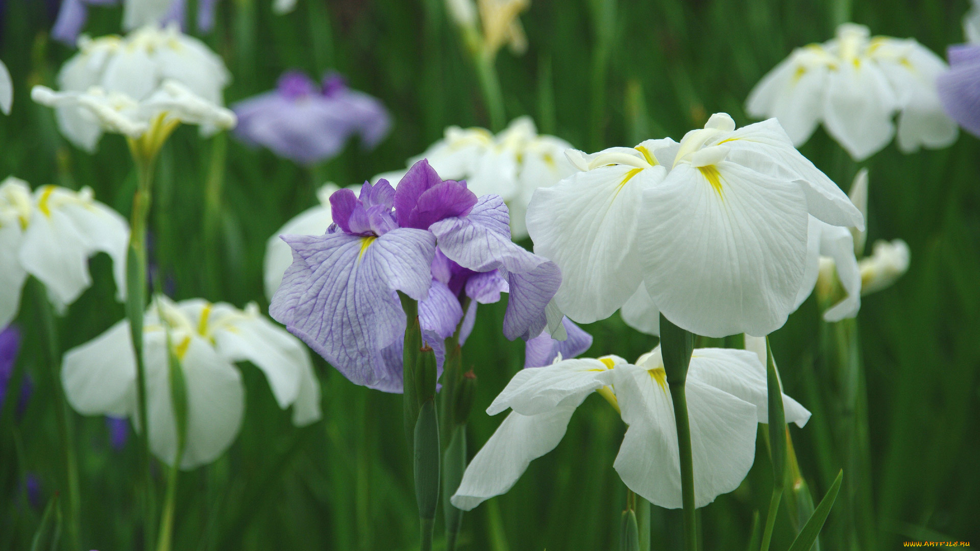 цветы, ирисы, белый, сиренивый