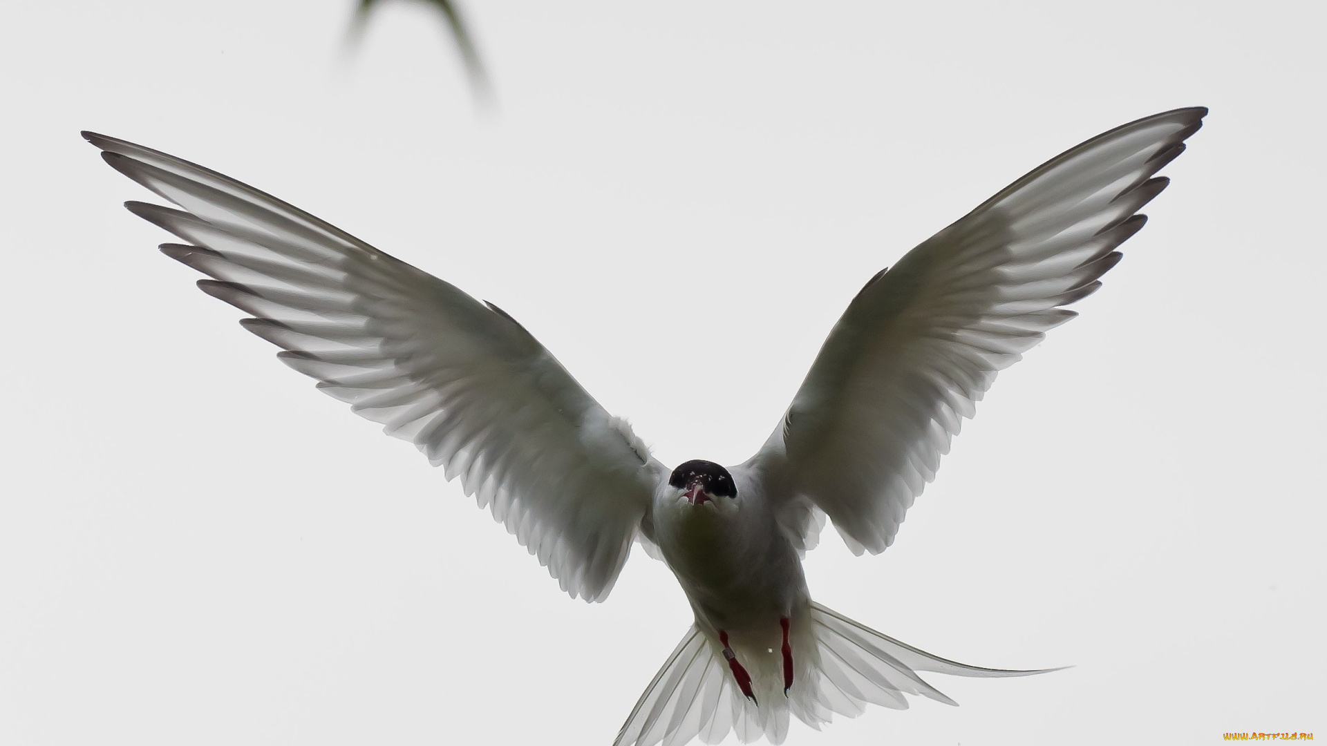 животные, Чайки, бакланы, крачки, крылья, полет