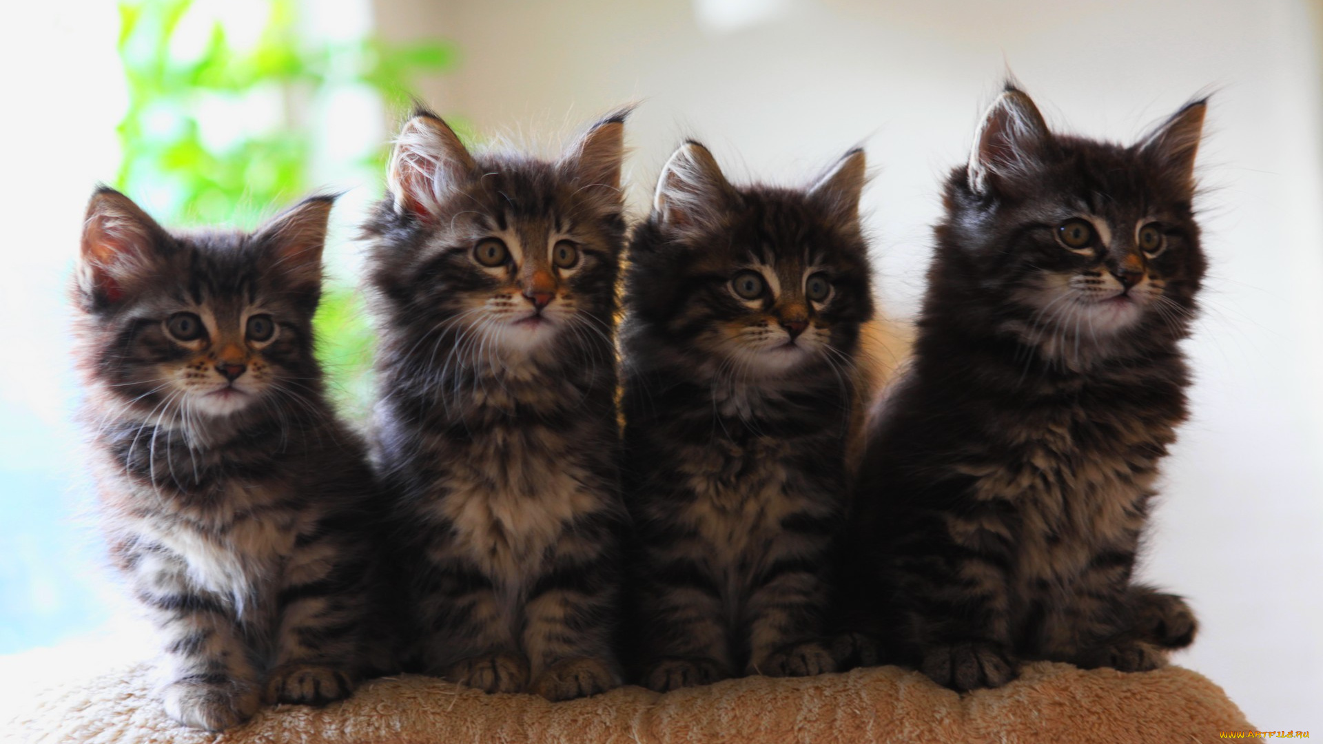 животные, коты