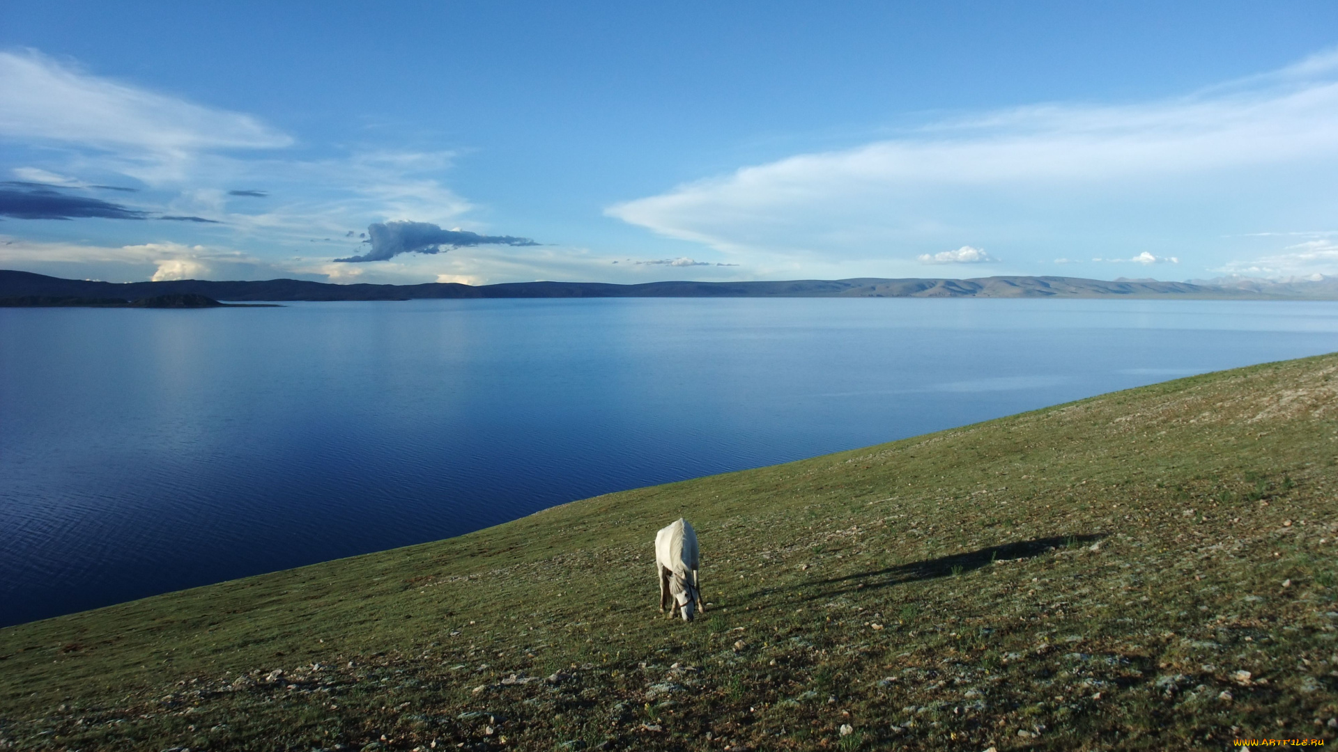 животные, лошади