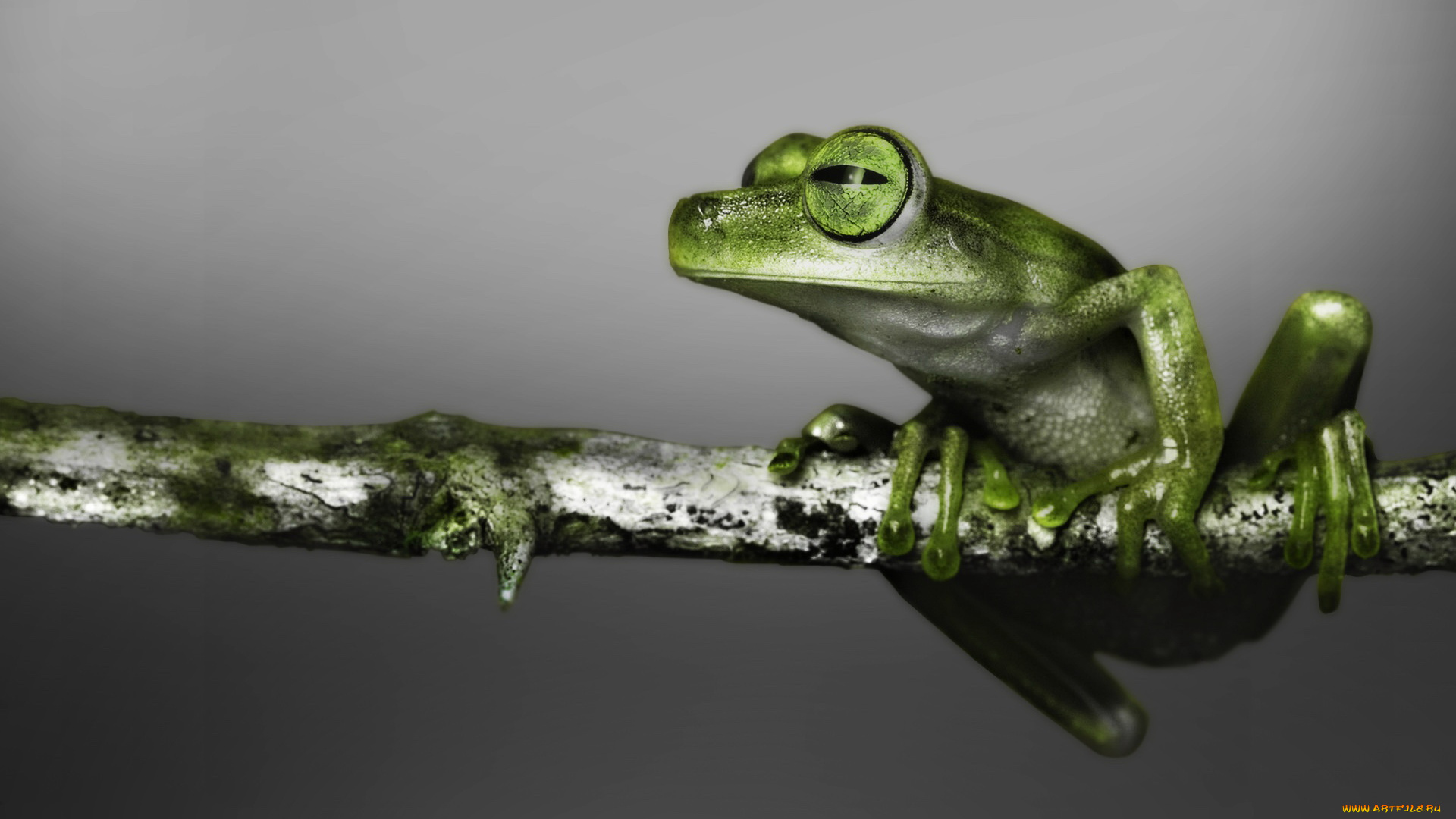 животные, лягушки, лягушка, зеленая, ветка