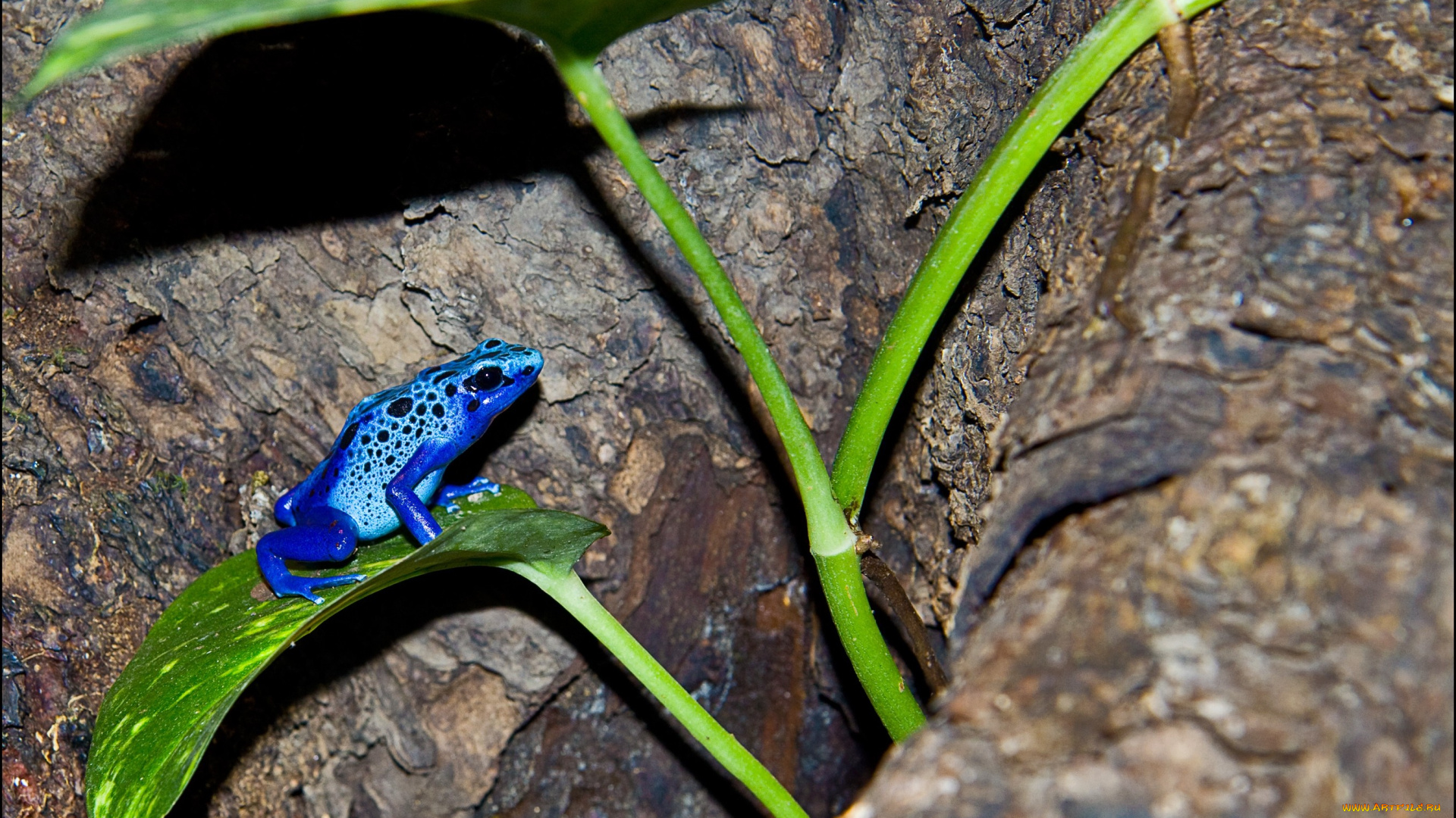 животные, лягушки, маленький, голубой, яркий