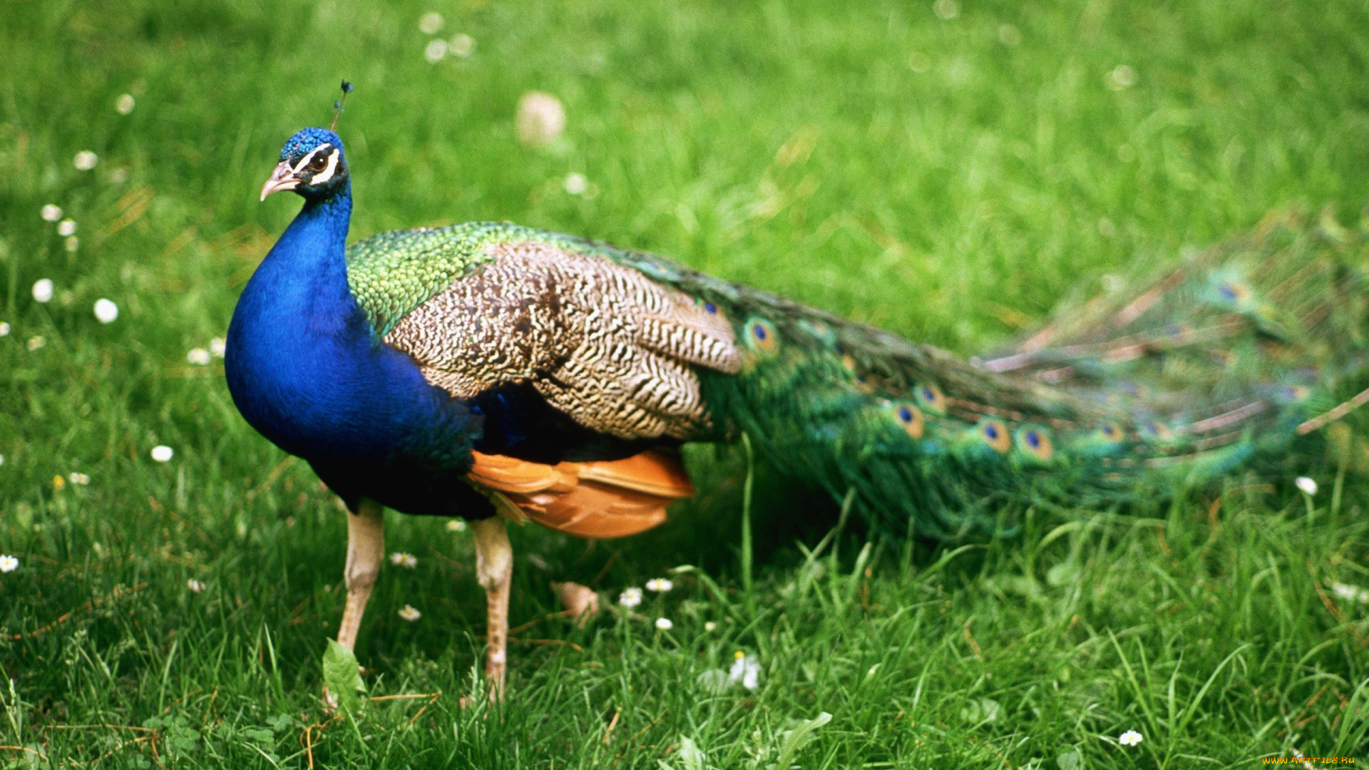 животные, павлины