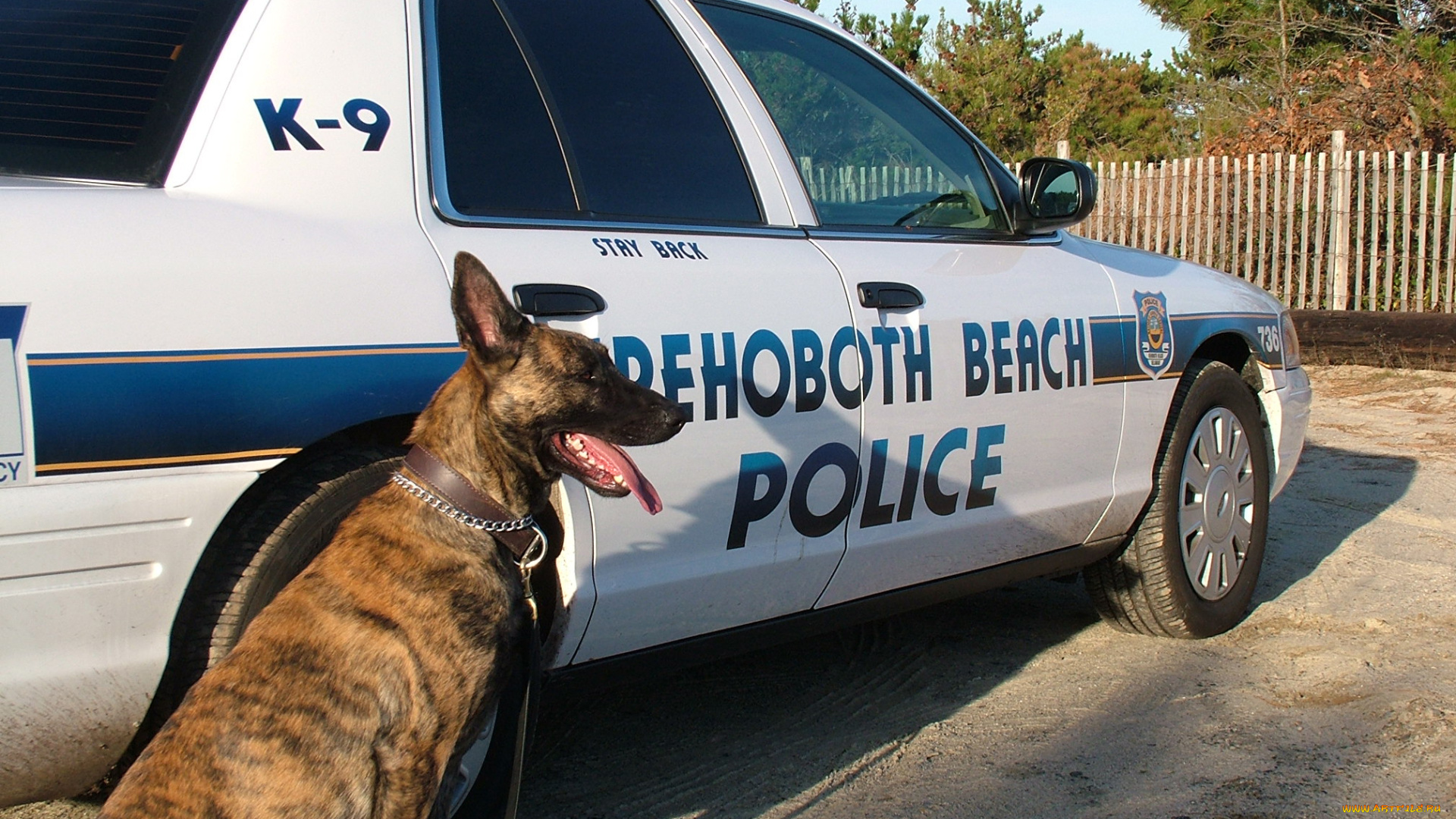 животные, собаки, полиция