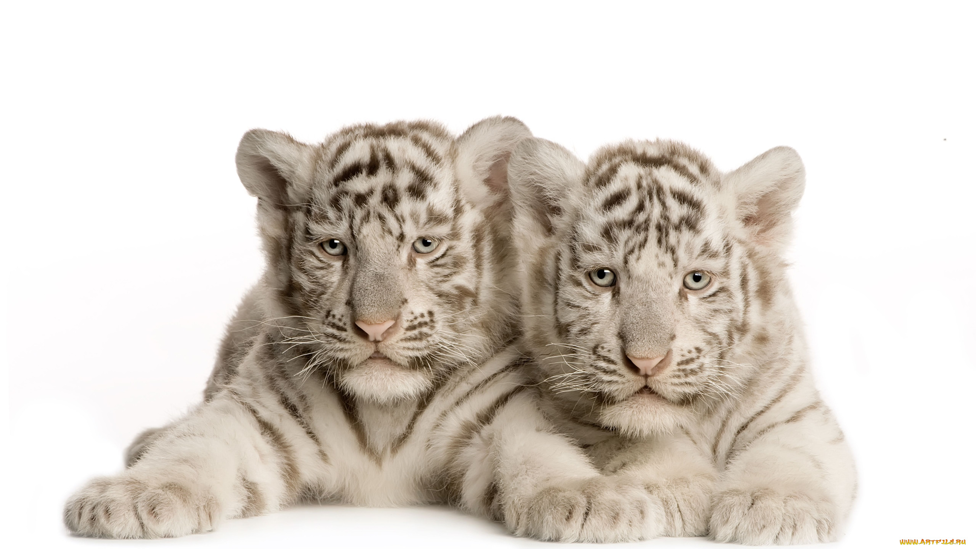 животные, тигры