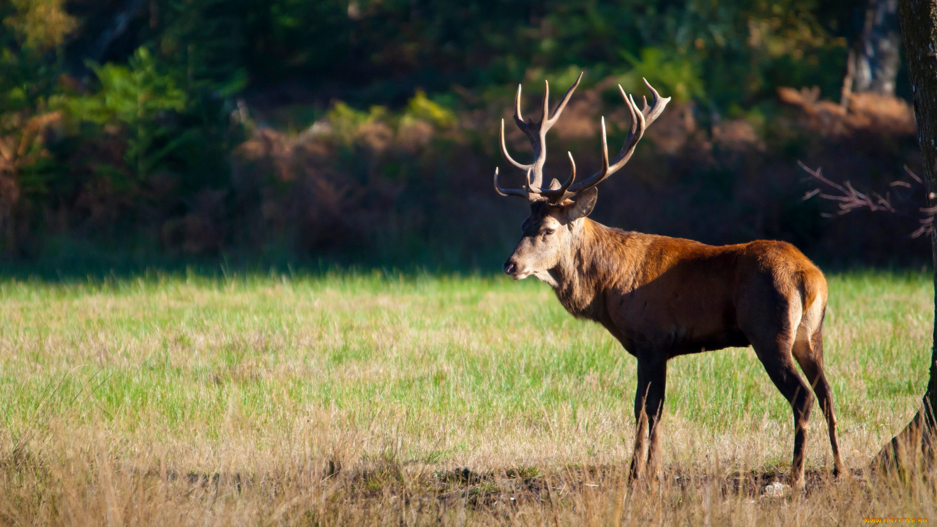 животные, олени, рога