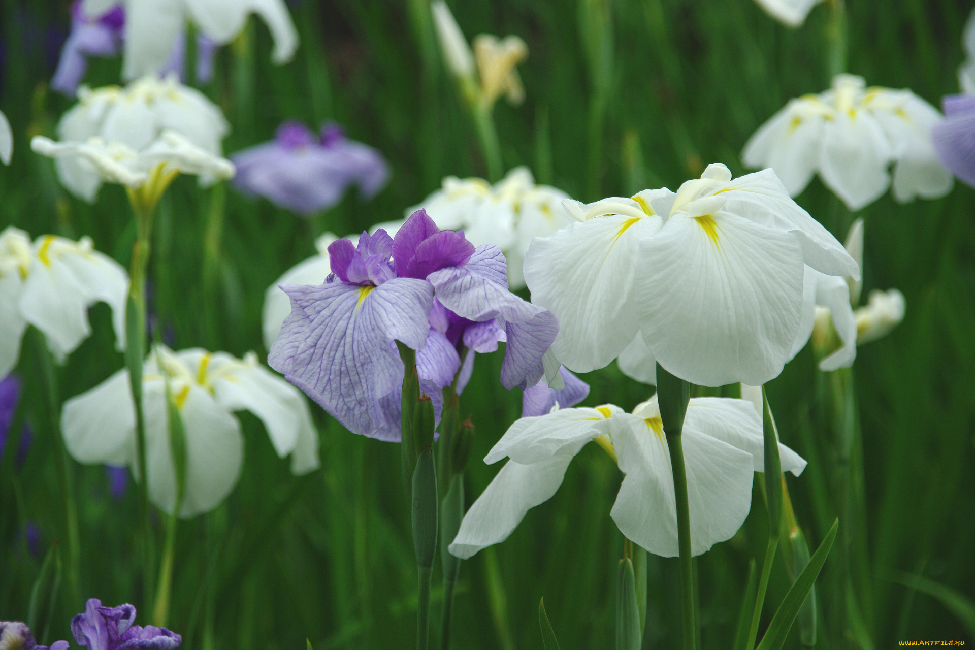 цветы, ирисы, белый, сиренивый