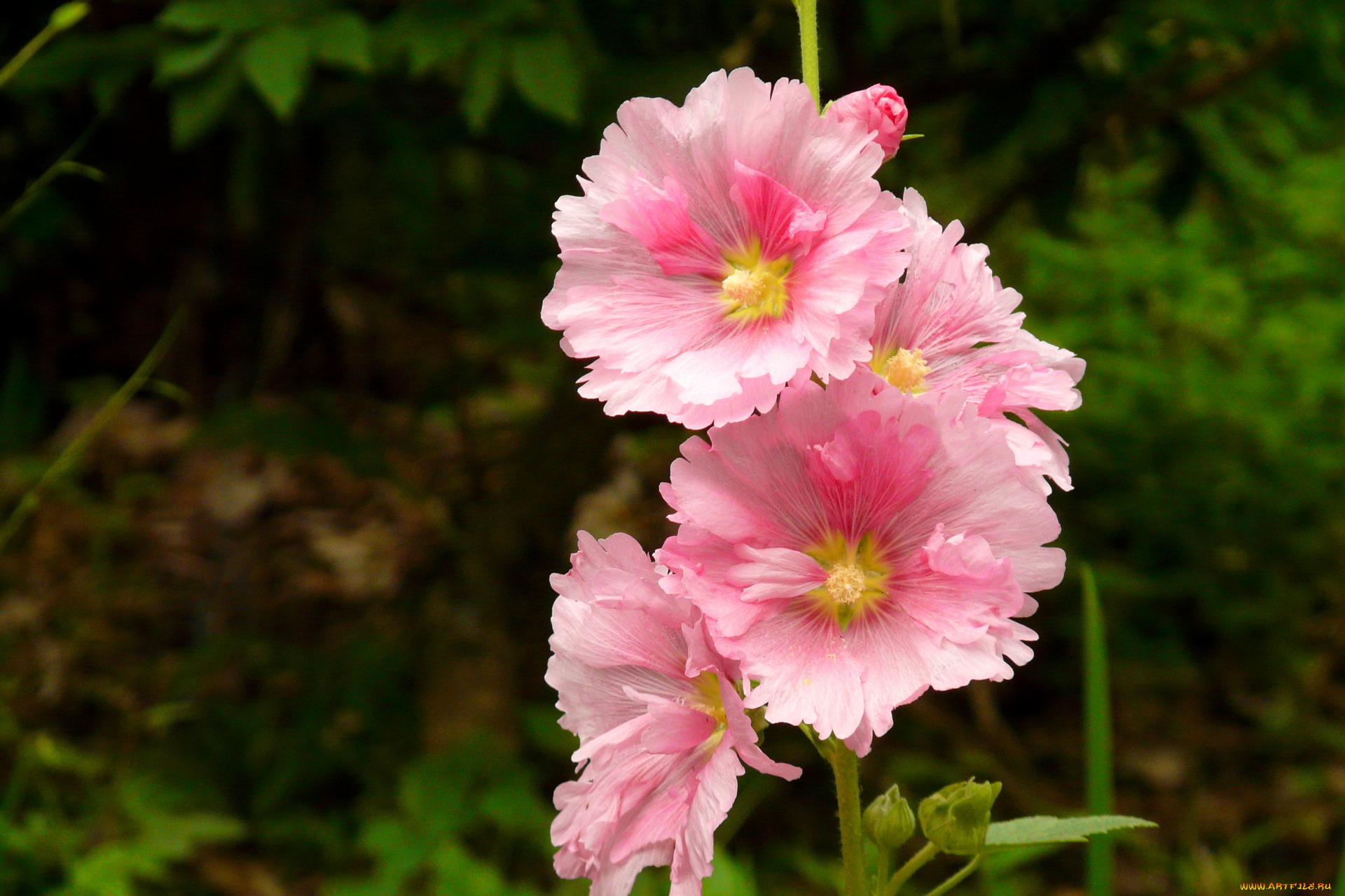 цветы, мальвы, розовый