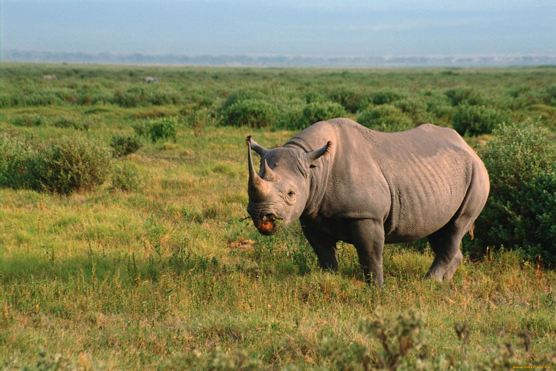 животные, носороги