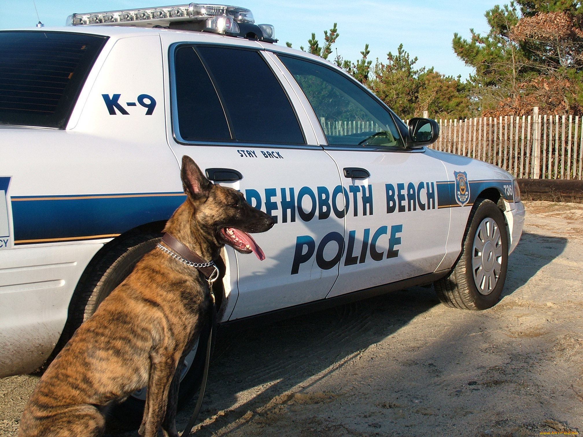 животные, собаки, полиция