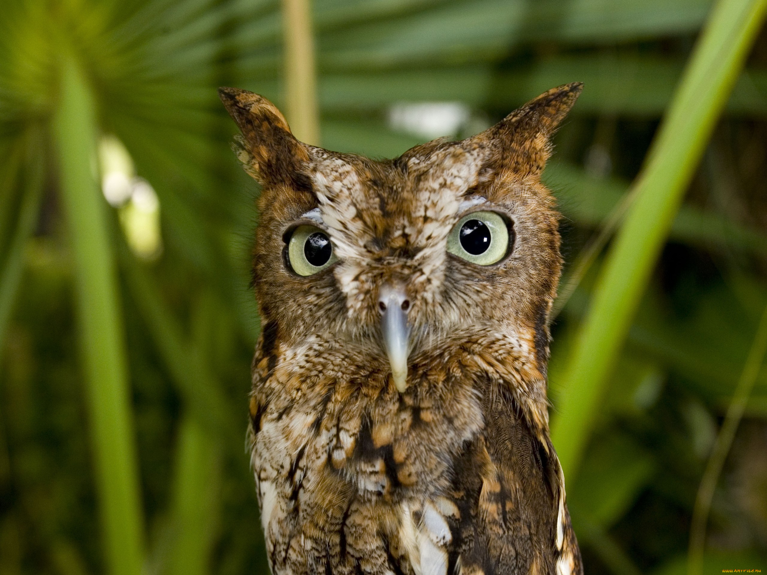 животные, совы