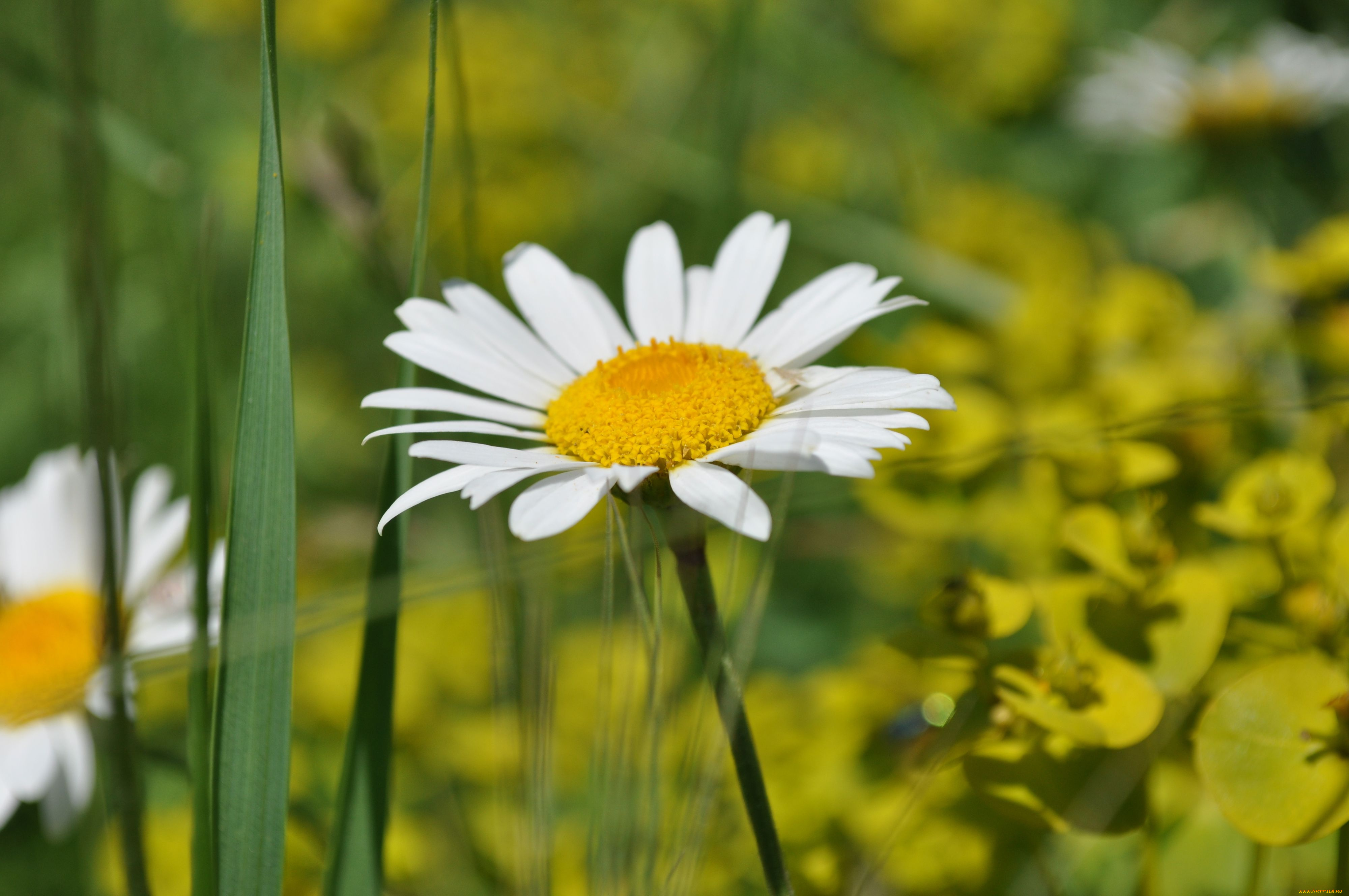 цветы, ромашки
