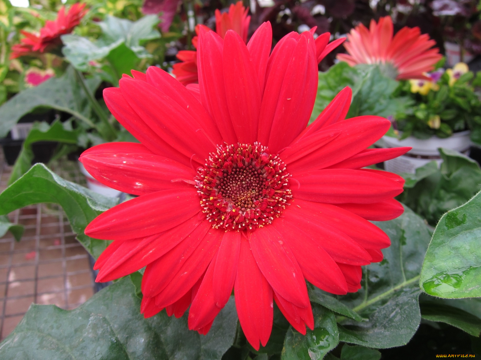 цветы, герберы, красный
